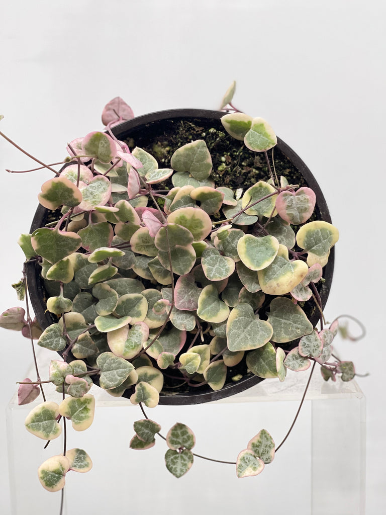 6" Ceropegia String of Hearts, Variegated