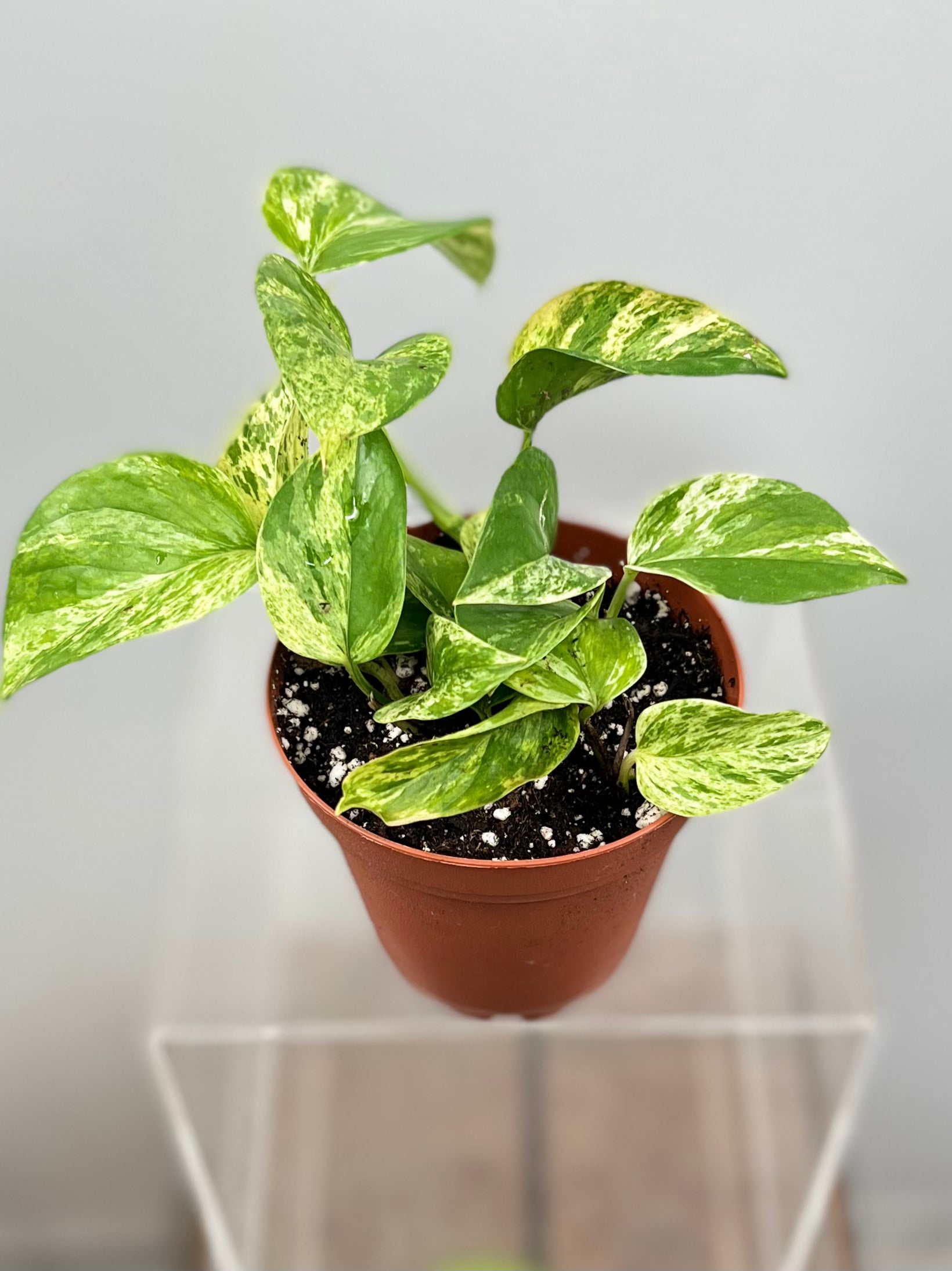 marble pothos nz 4" Pothos, Marble Queen