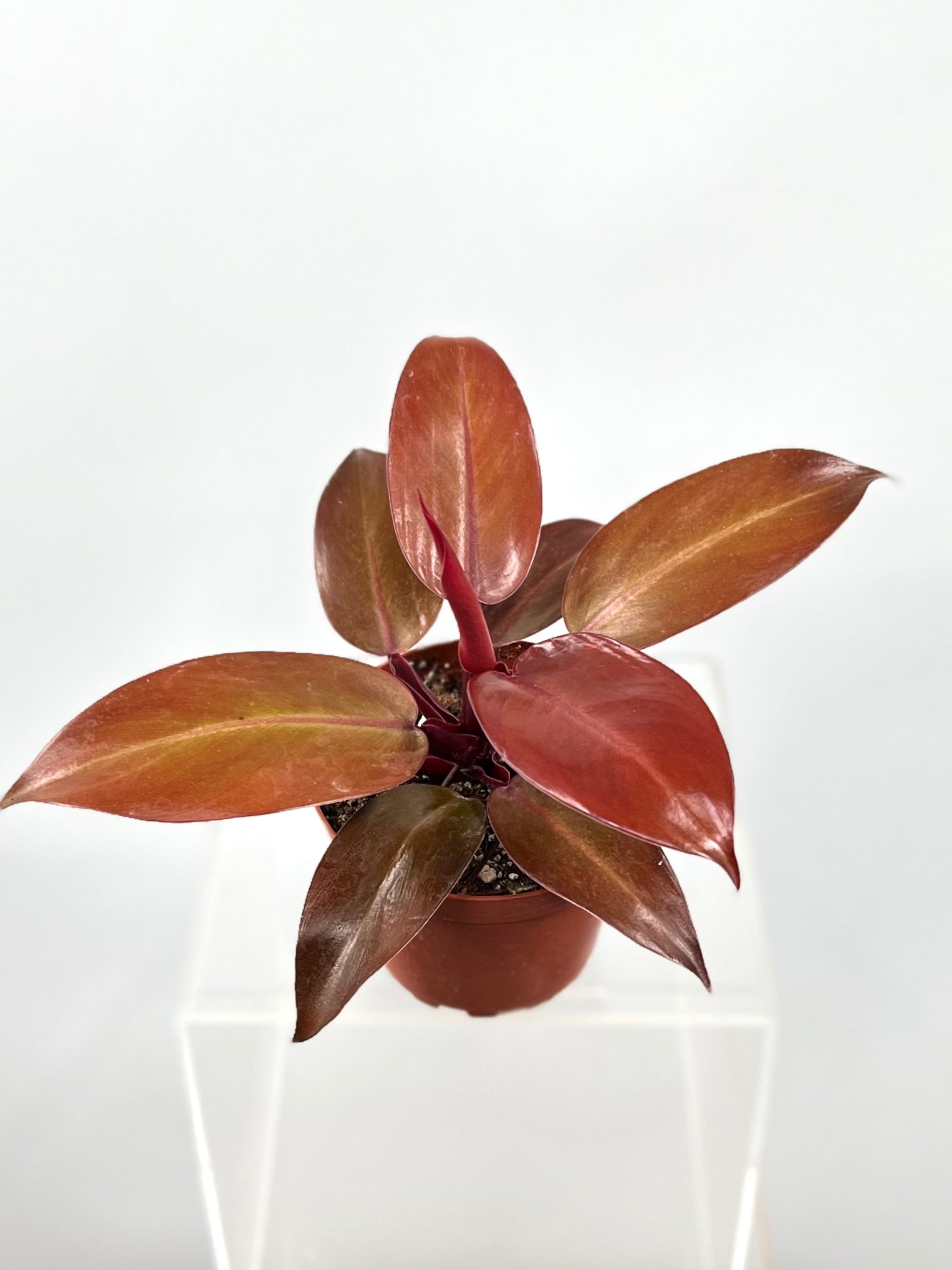 philodendron mccolley's red 4" Philodendron McColley's Finale – Plant Decor Shop