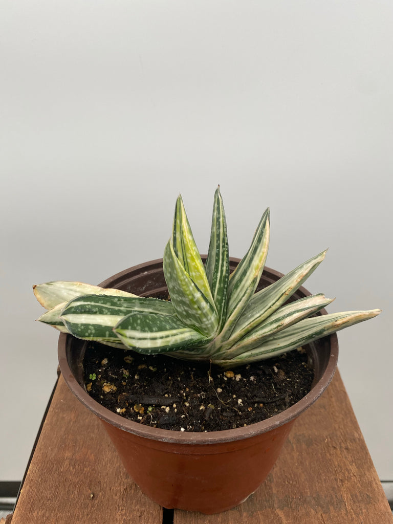 6" Gasteria Little Warty, Variegated White