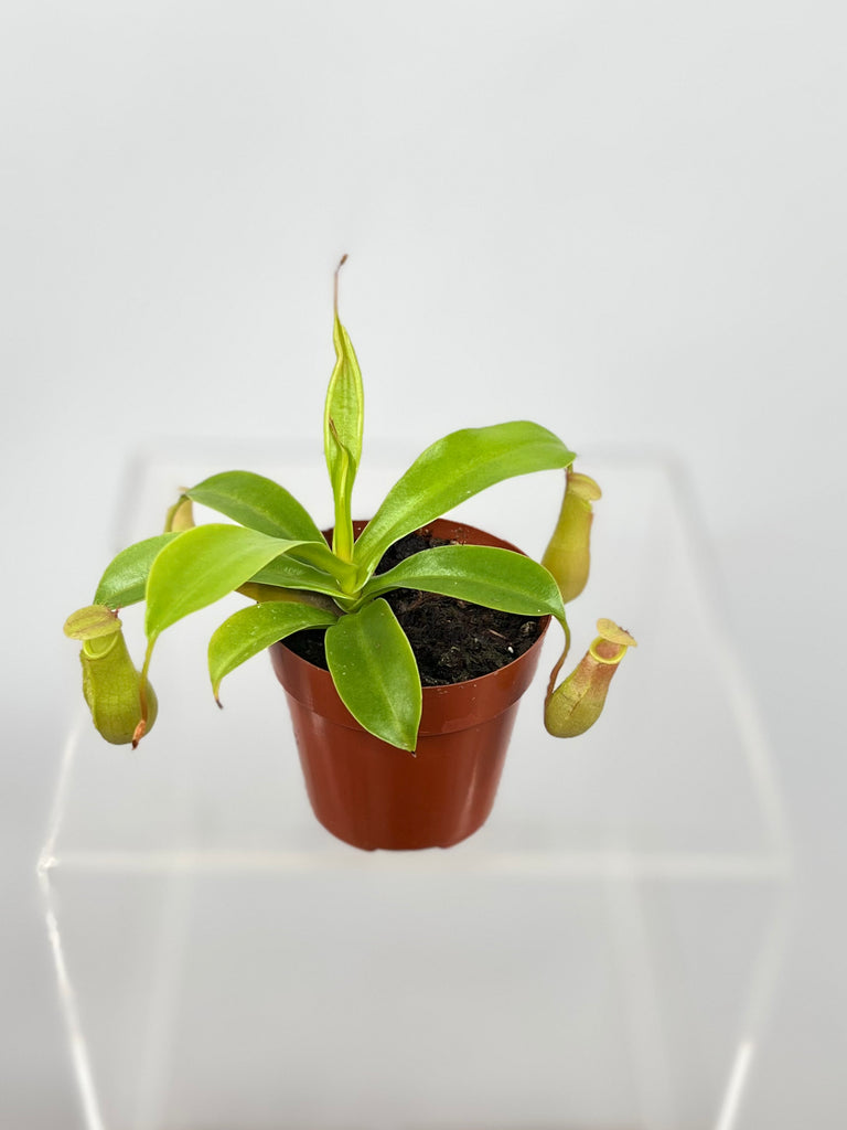 3" Nepenthes Monkey Cup