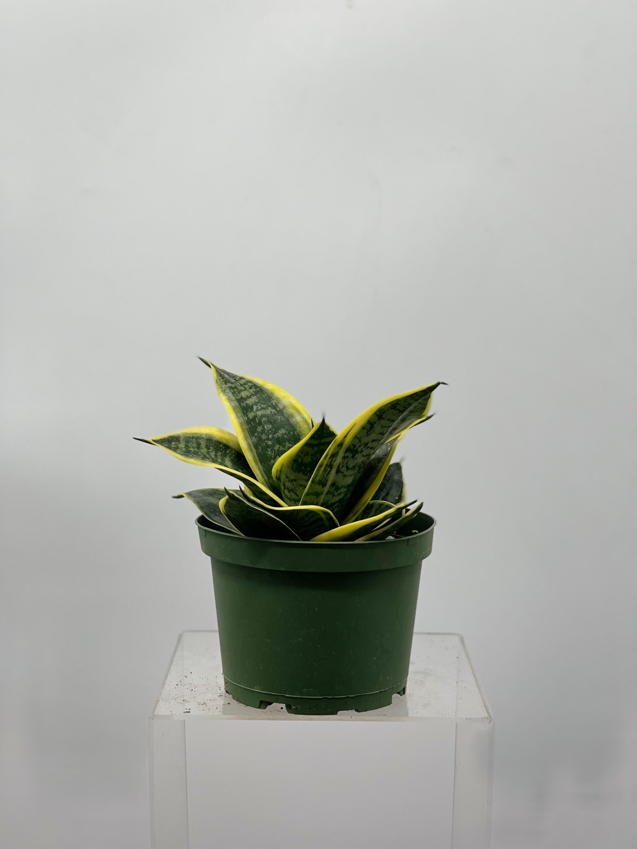 ocean star sansevieria Sansevieria Ocean Star