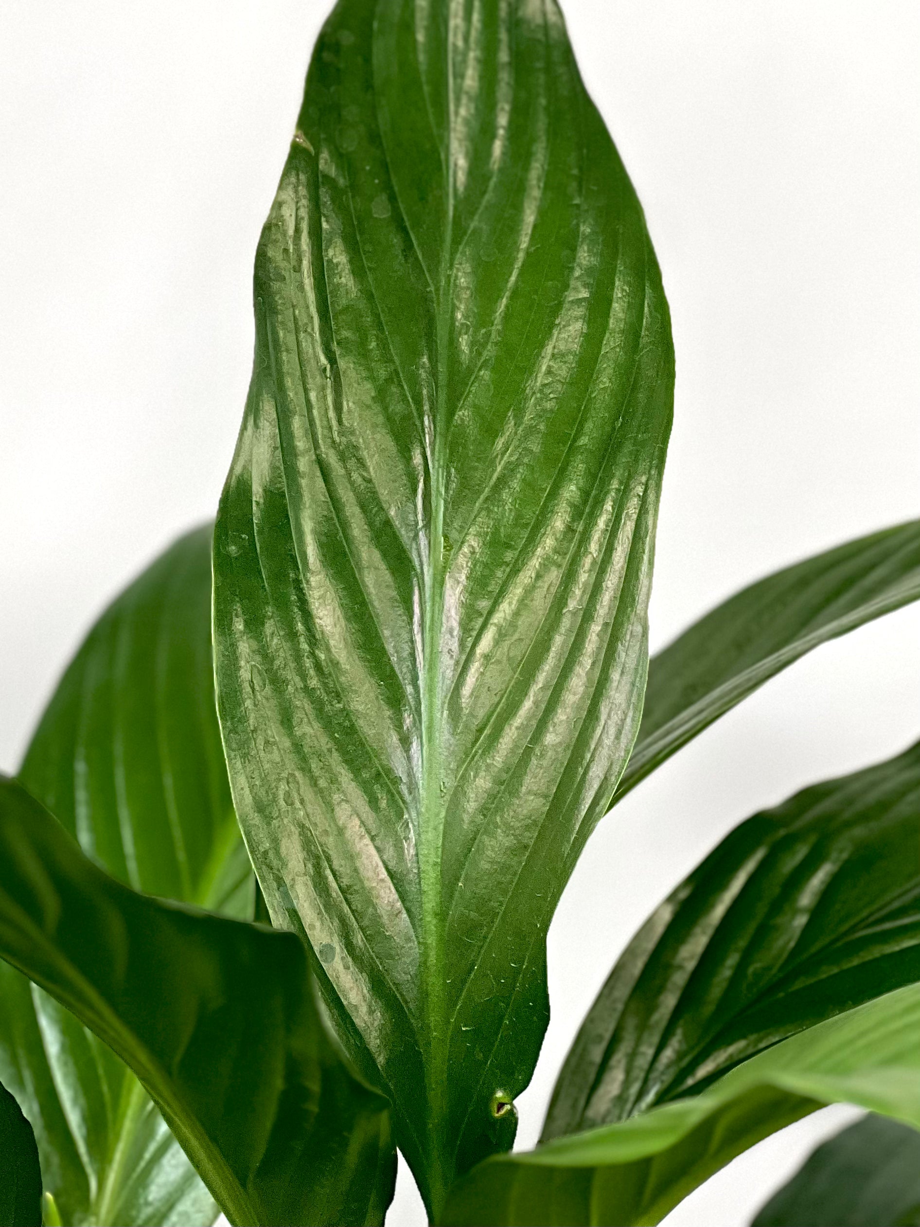 white spots on peace lily leaves 6" Spathiphyllum Dario – Plant Decor Shop