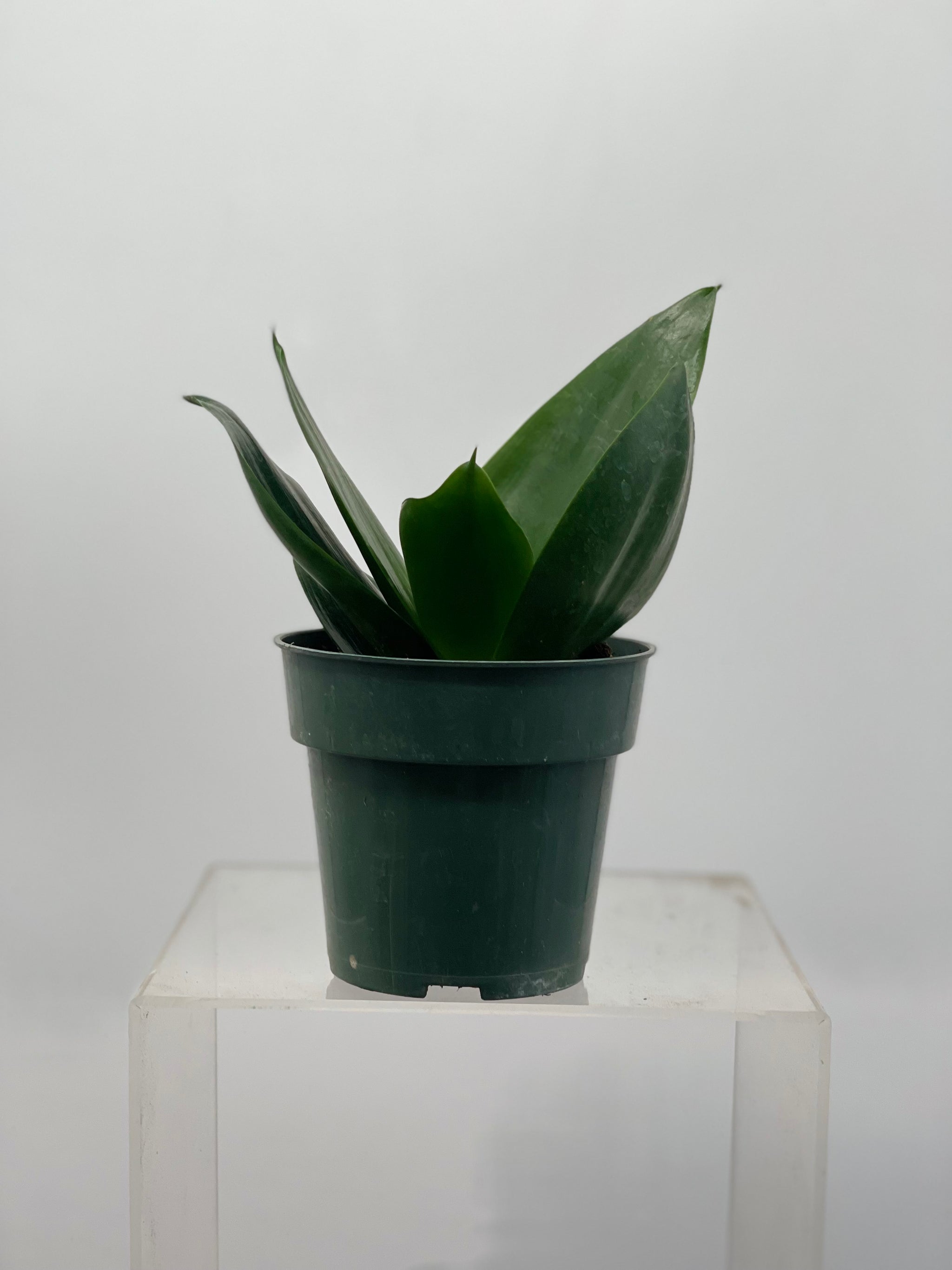 jade snake plant 4" Sansevieria Jade Star – Plant Decor Shop