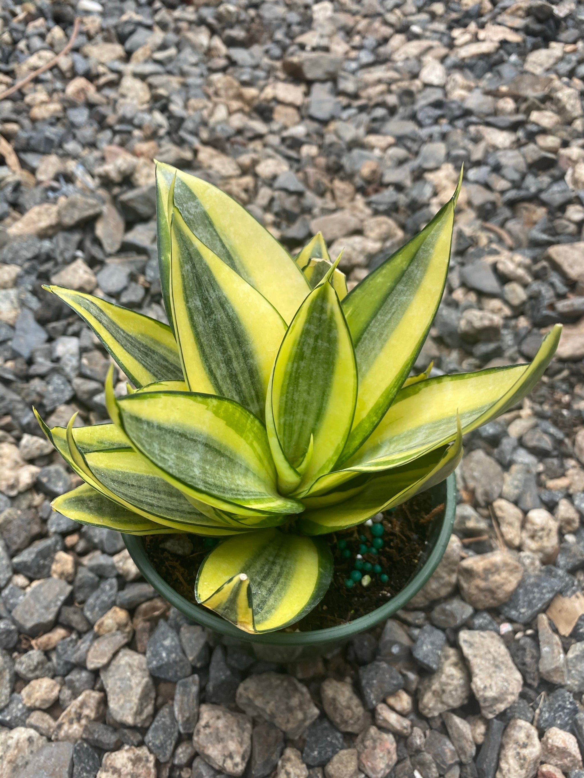 golden hahnii snake plant Sansevieria Golden Hahnii - Grower’s Choice - 4” Pot
