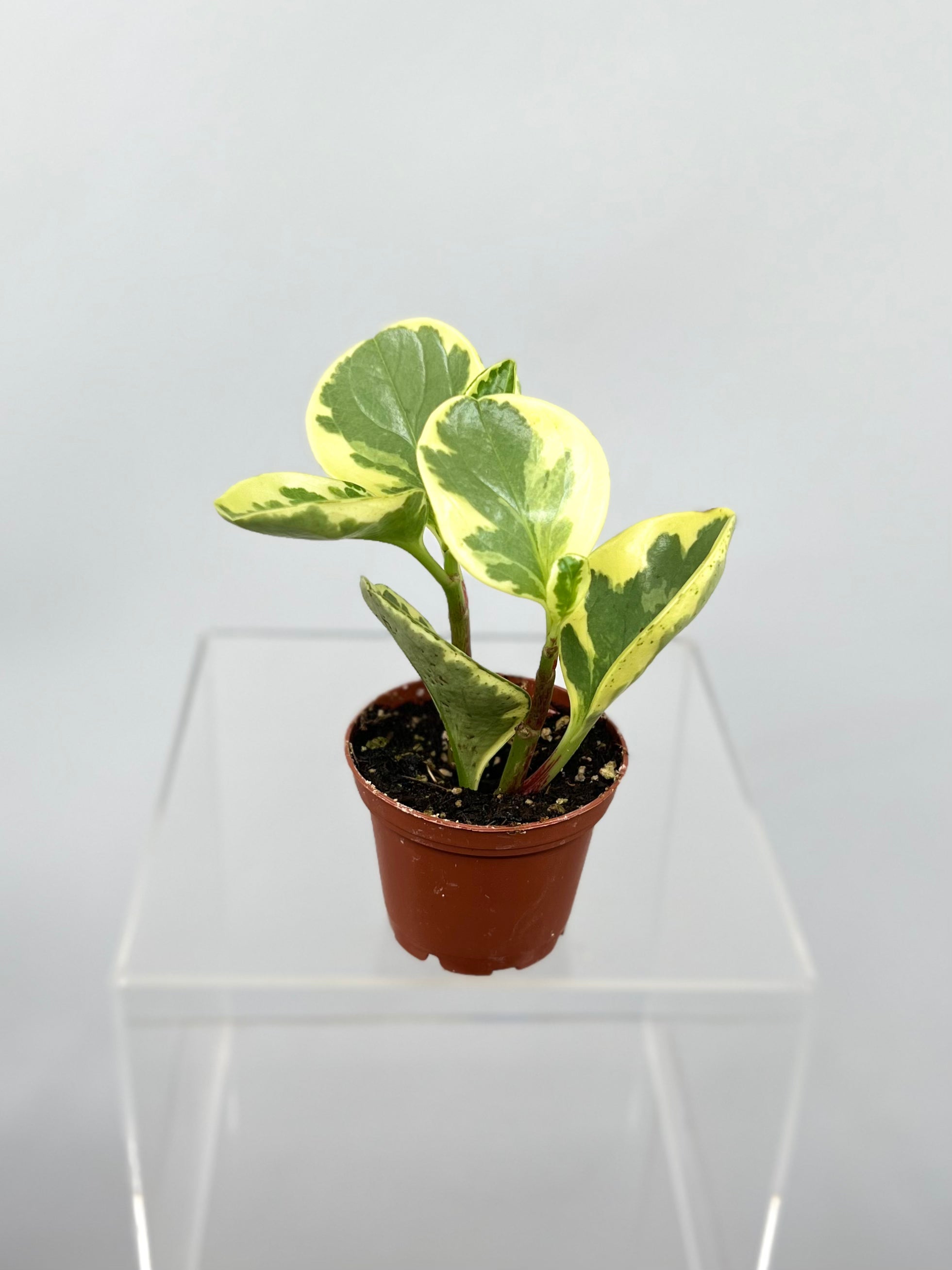 peperomia pothos 2" Peperomia Variegated