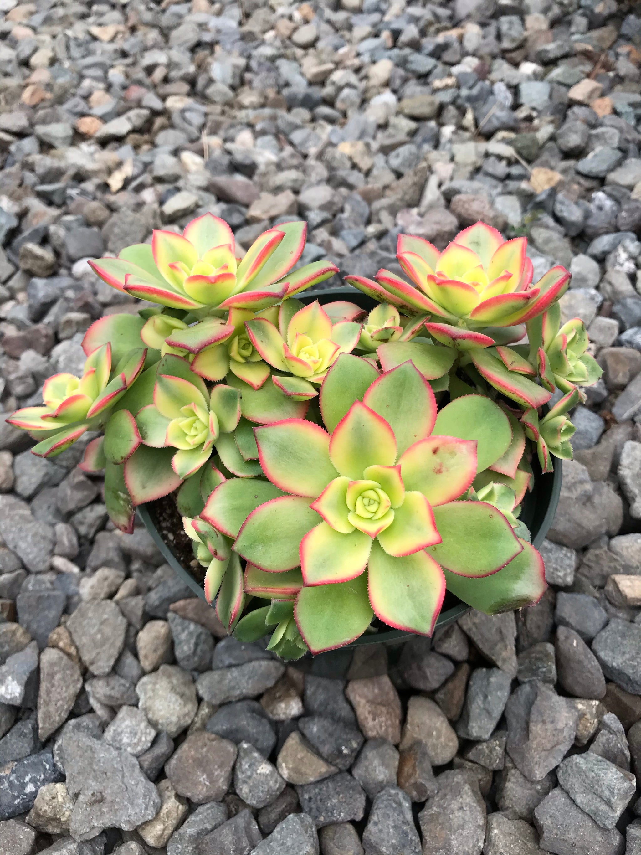 Medium – Plant Decor Shop