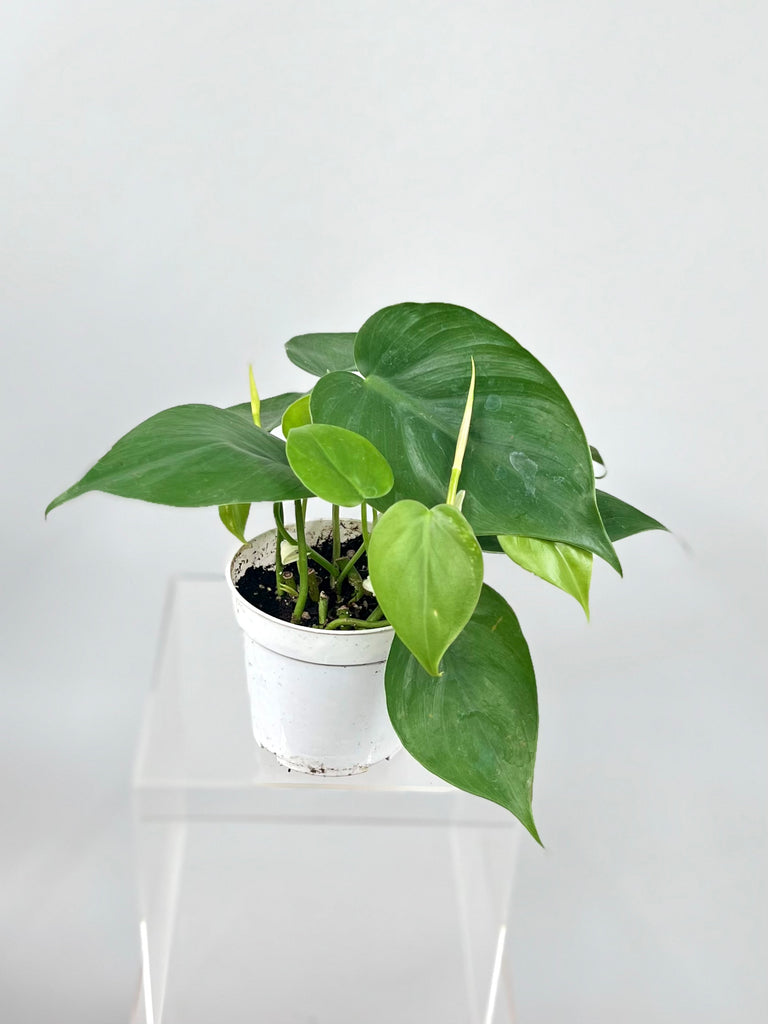 philodendron cortadum Philodendron cordatum 4" Pot