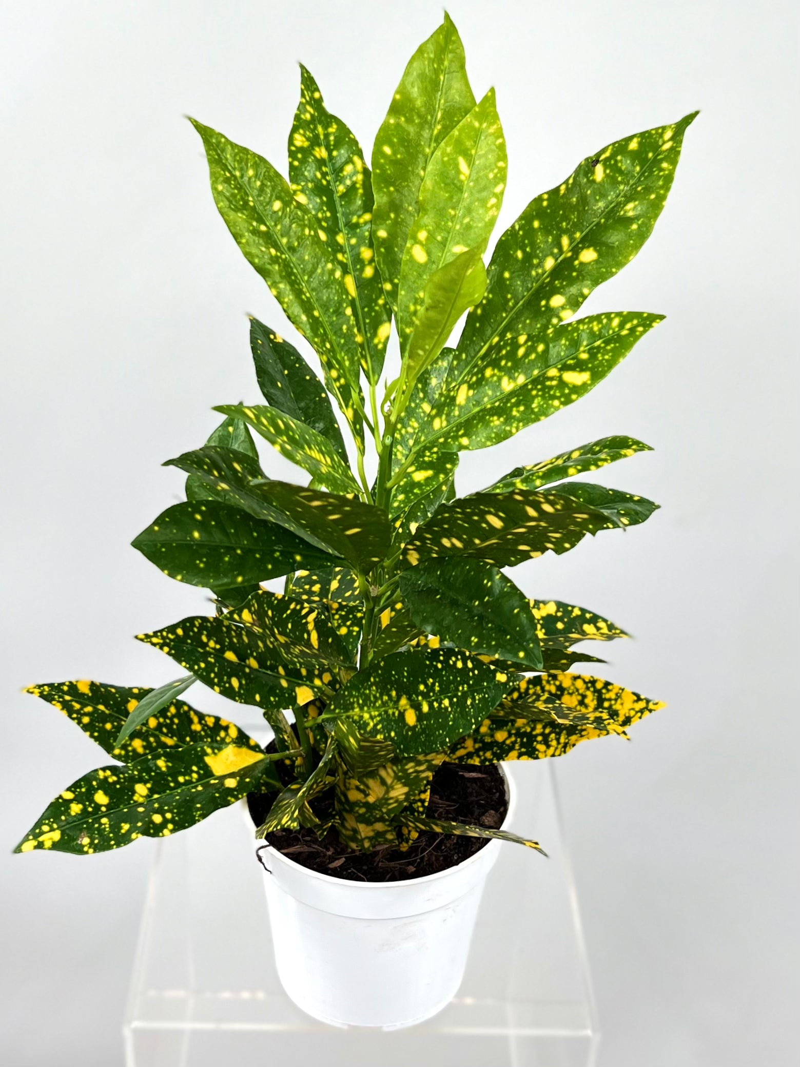 house plant shop croton 'gold dust Croton 'Gold Dust' 4" Pot