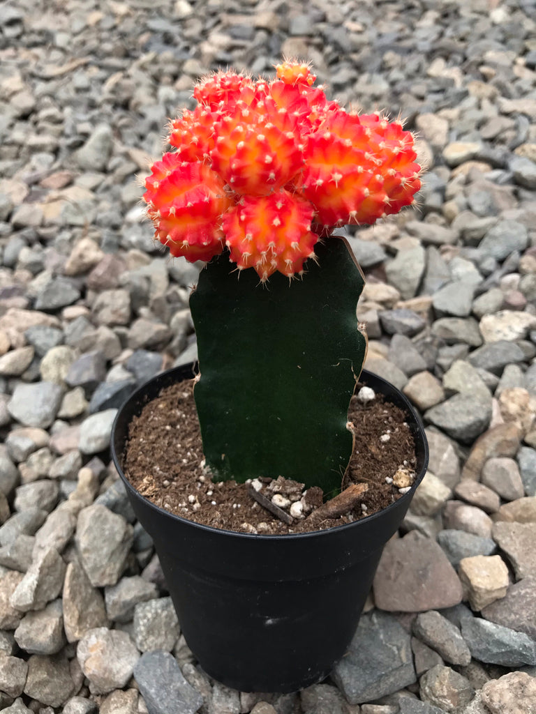 4" Grafted Cactus
