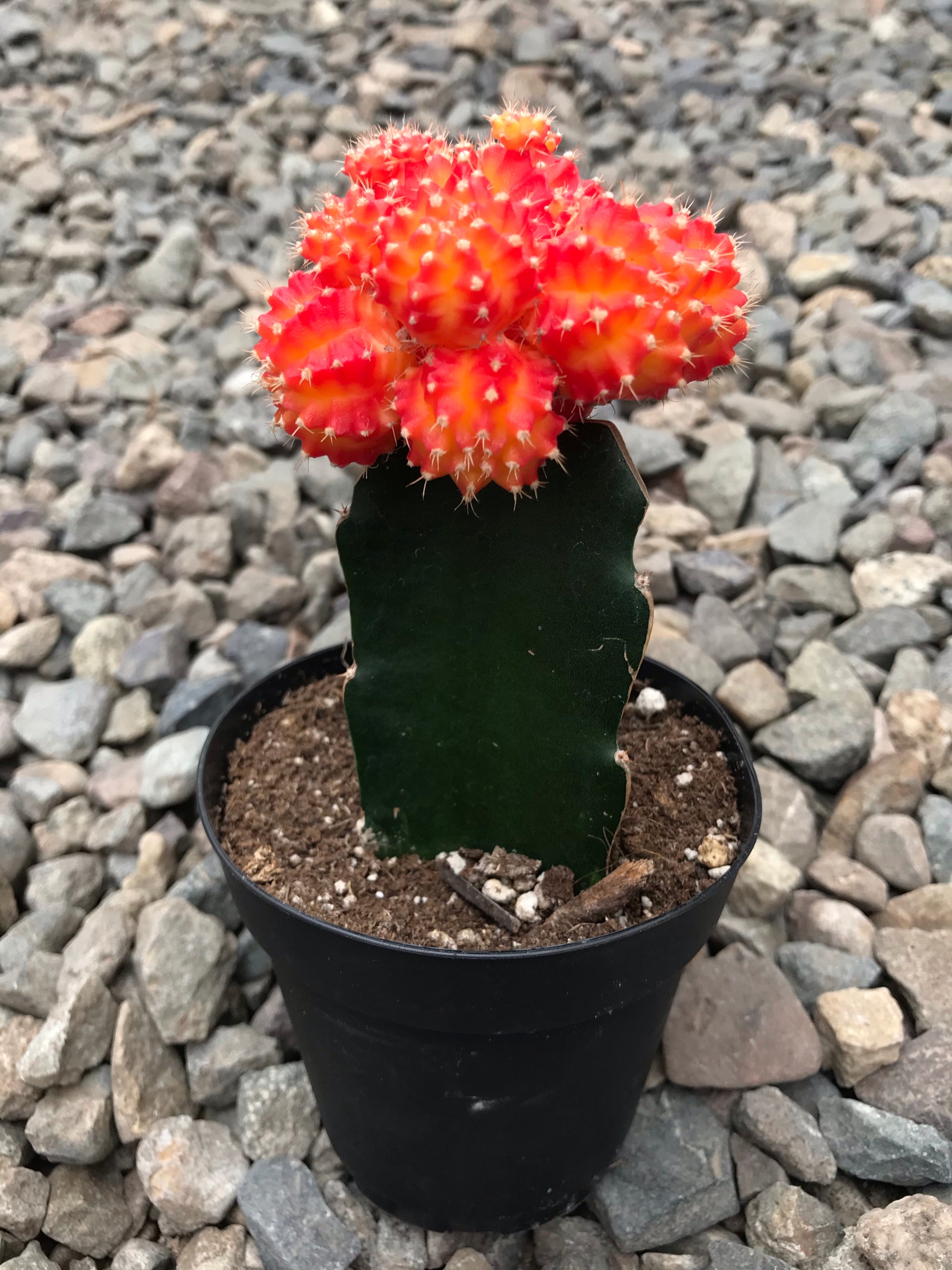 grafted cactus soil 4