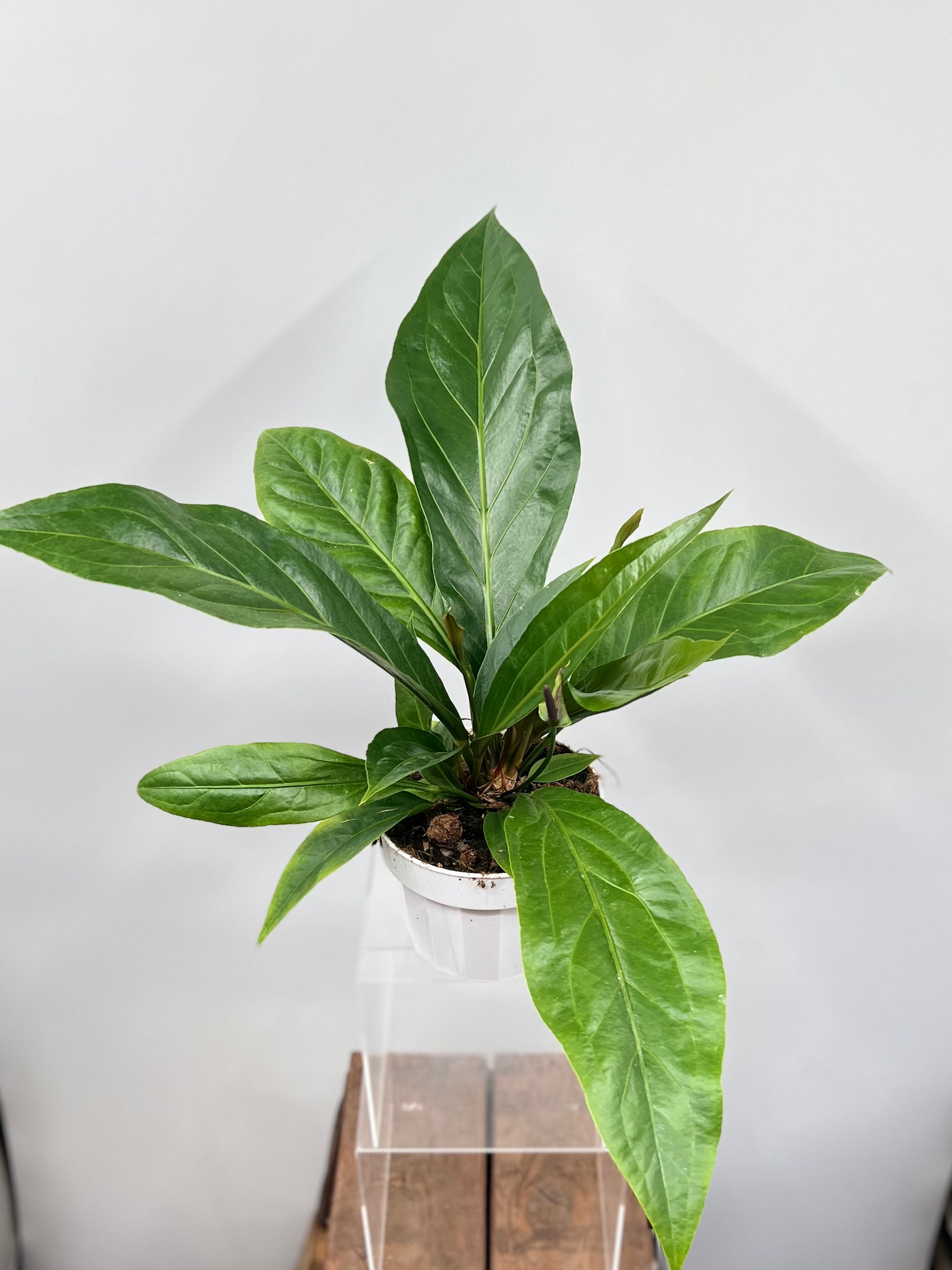 anthurium jungle bush size 6" Anthurium Jungle Bush