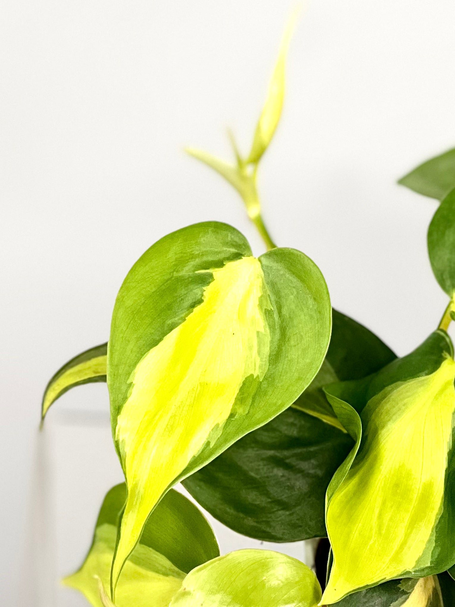 philodendron corcovado 4" Philodendron Cordatum 'Brasil' – Plant Decor Shop