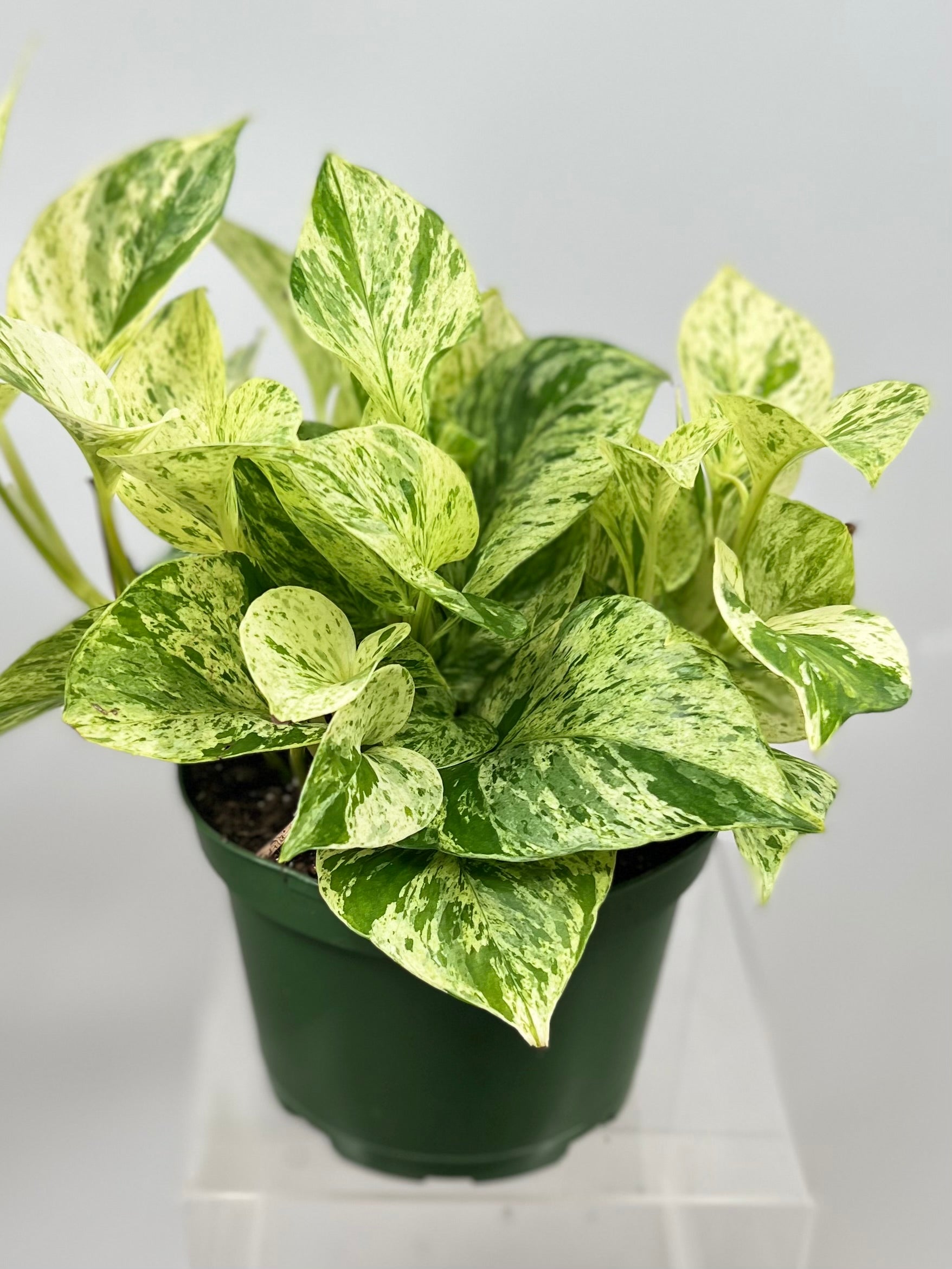 6" Pothos, Snow Queen  Plant Decor Shop