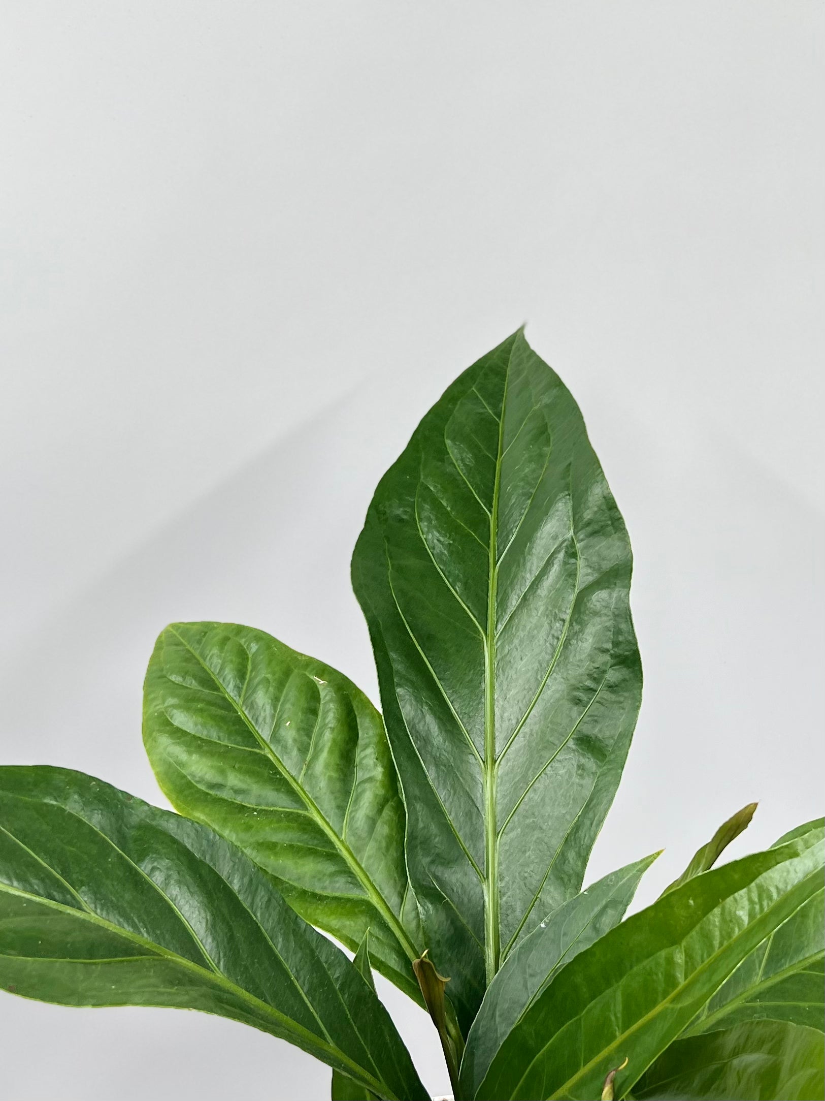 anthurium jungle bush giftig 6" Anthurium Jungle Bush – Plant Decor Shop