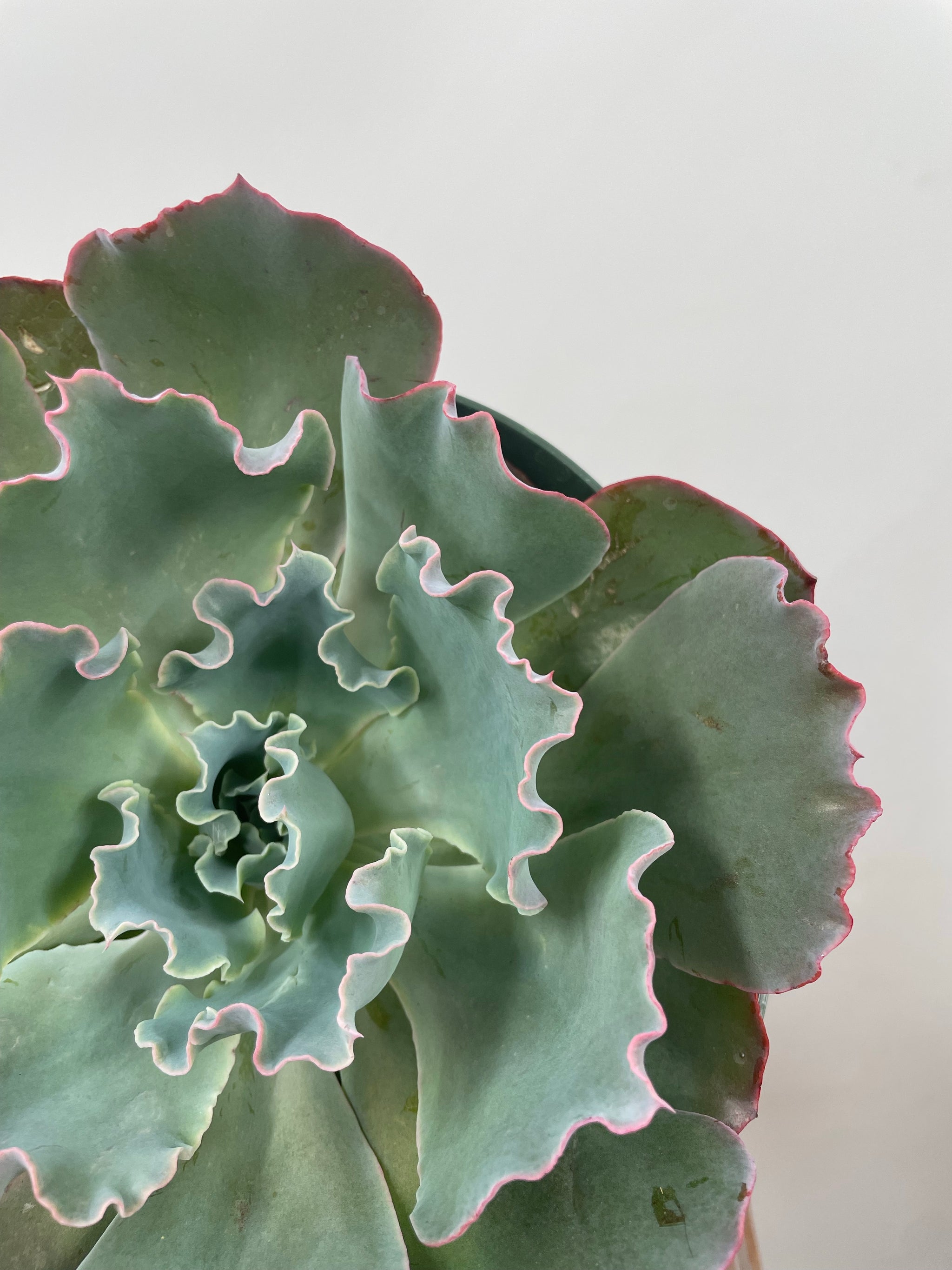 sahara succulent 8" Echeveria Sahara