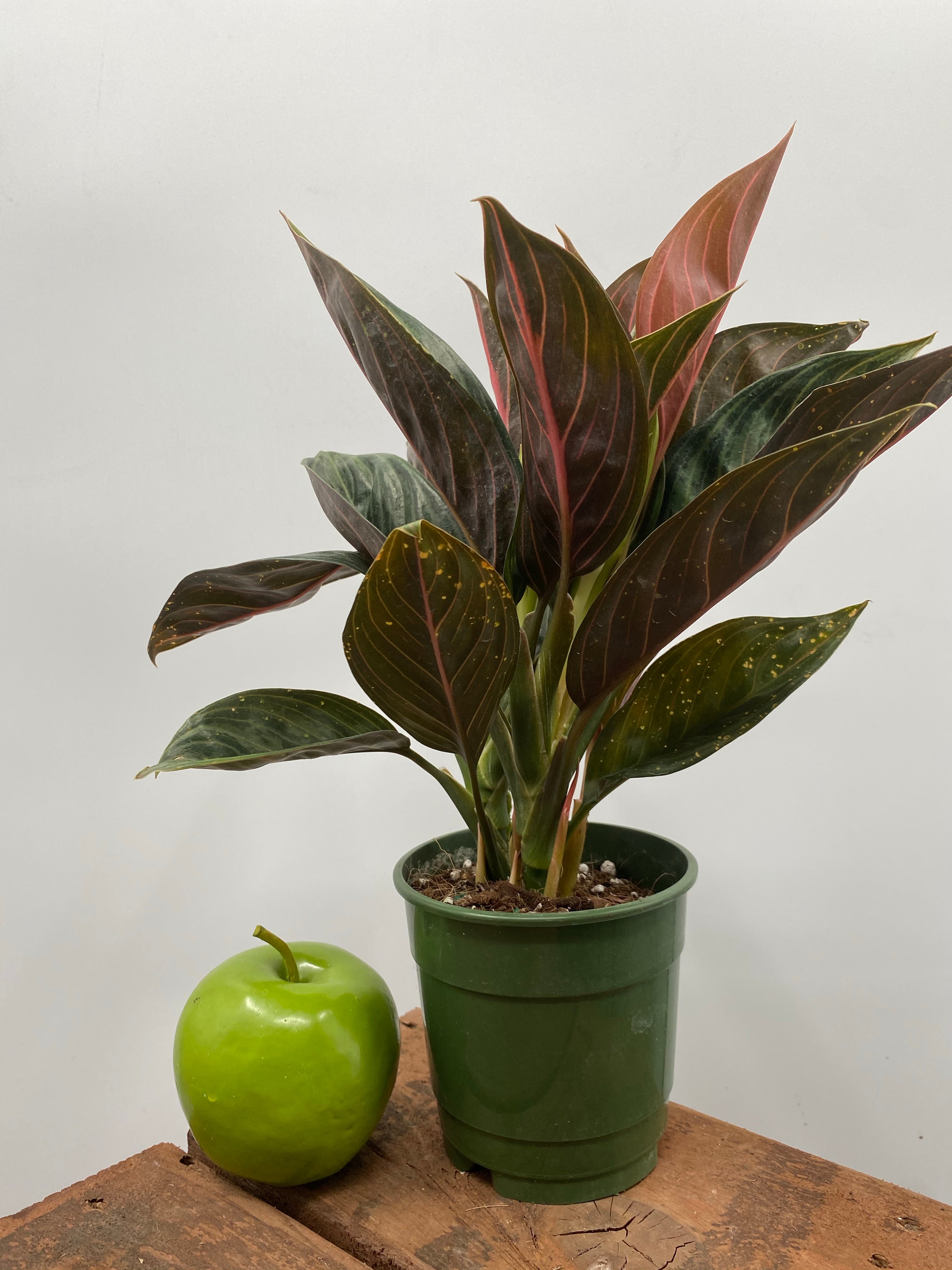chocolate aglaonema 5" Chinese Evergreen Chocolate
