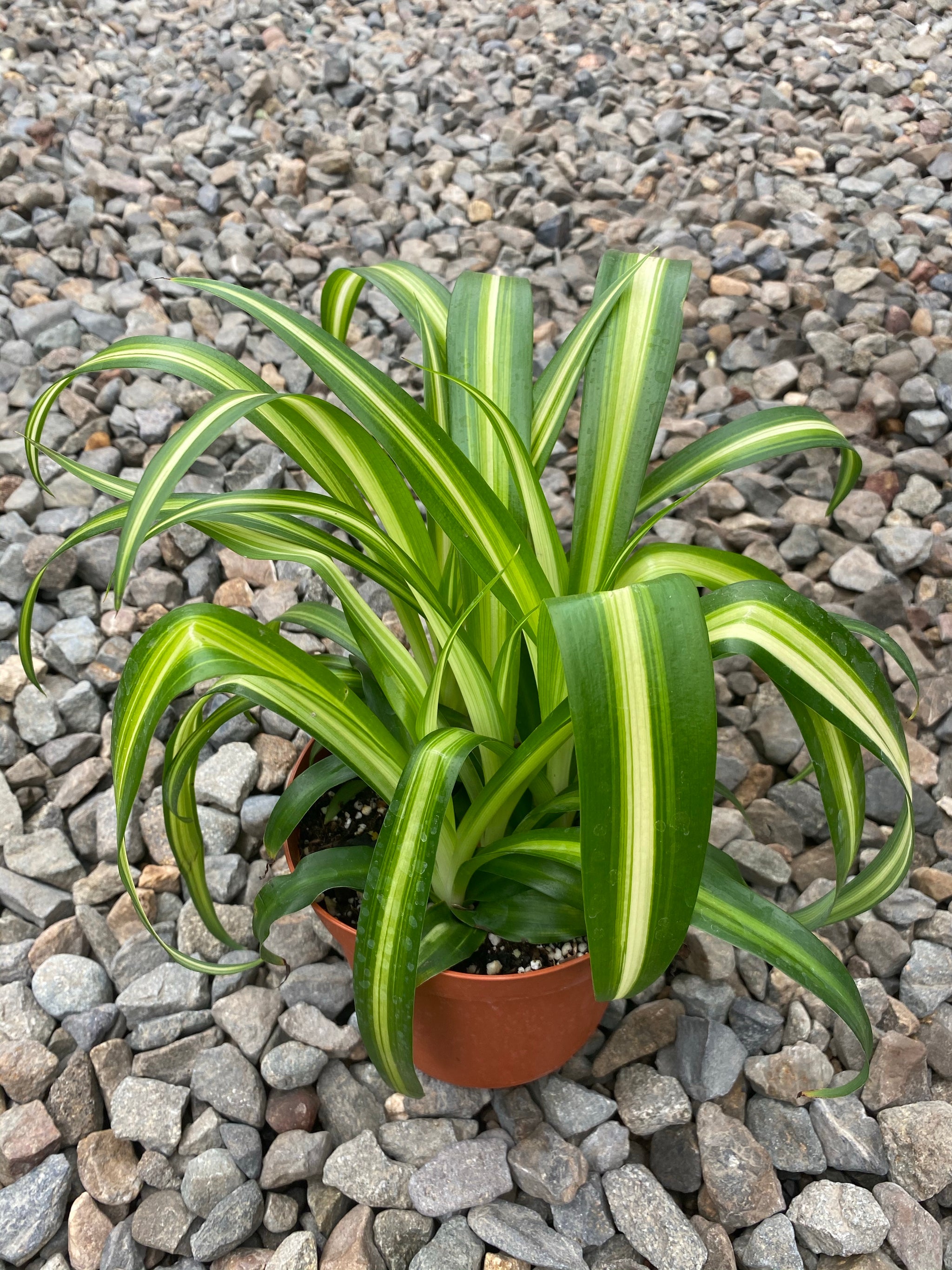 looks like spider plant 6" Chlorophytum Spider, Hawaiian – Plant Decor Shop