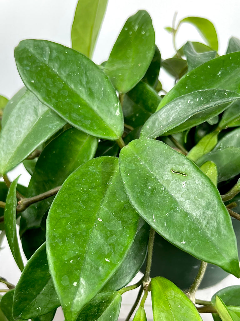 philodendron hoya carmosa 6" Hoya Carnosa – Plant Decor Shop