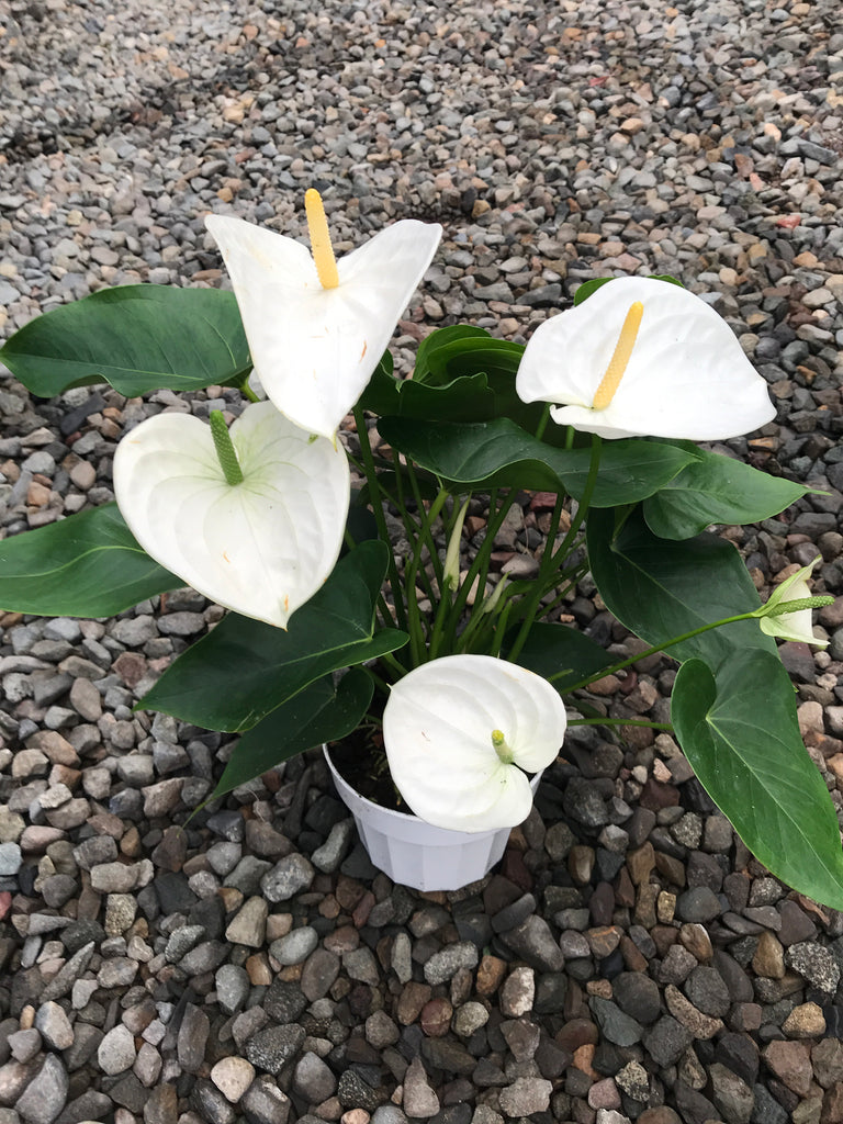 6" Anthurium, White