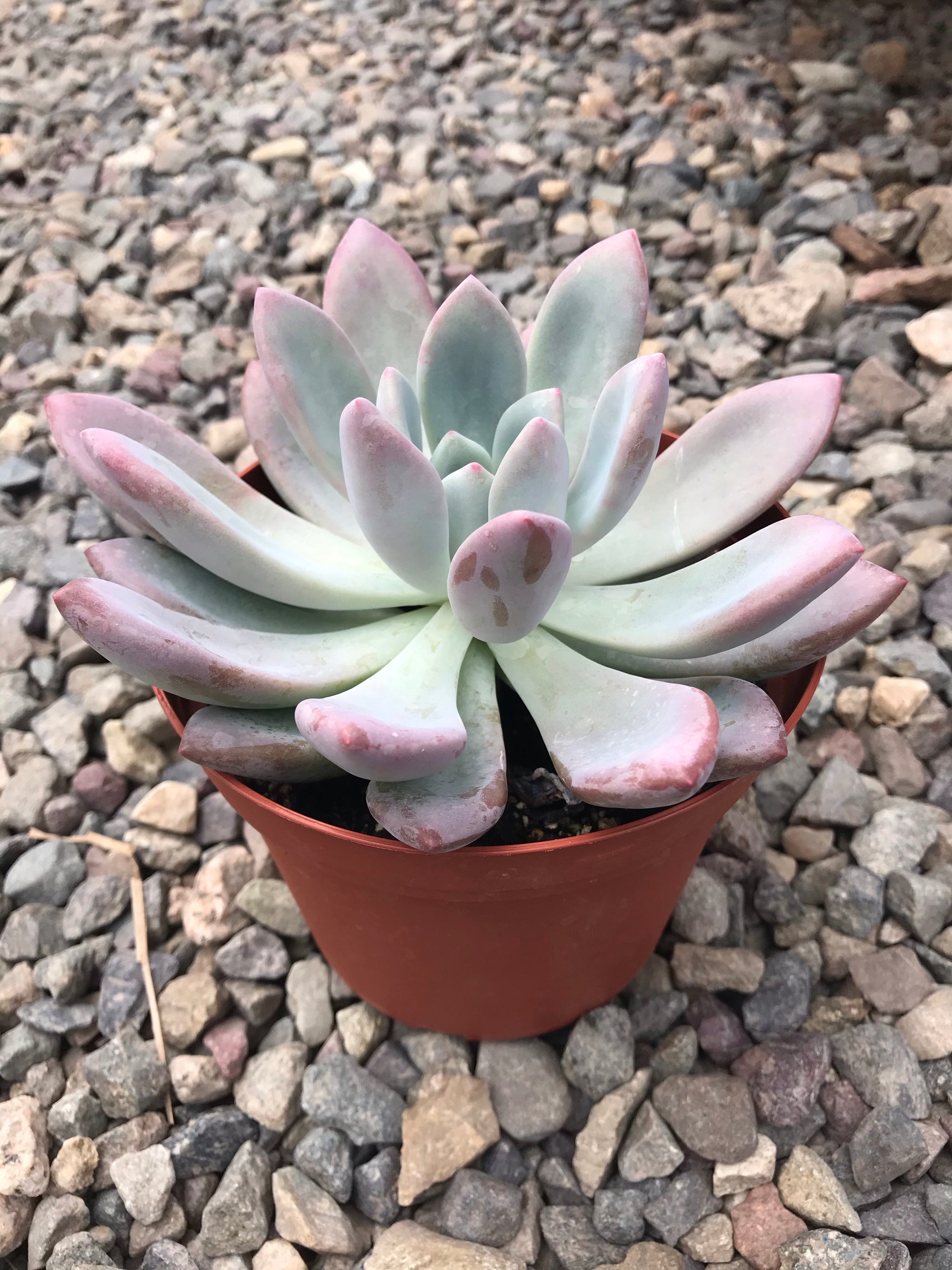ruby necklace succulent Ruby Necklace Plant – Trailing Purple Succulent main image 1