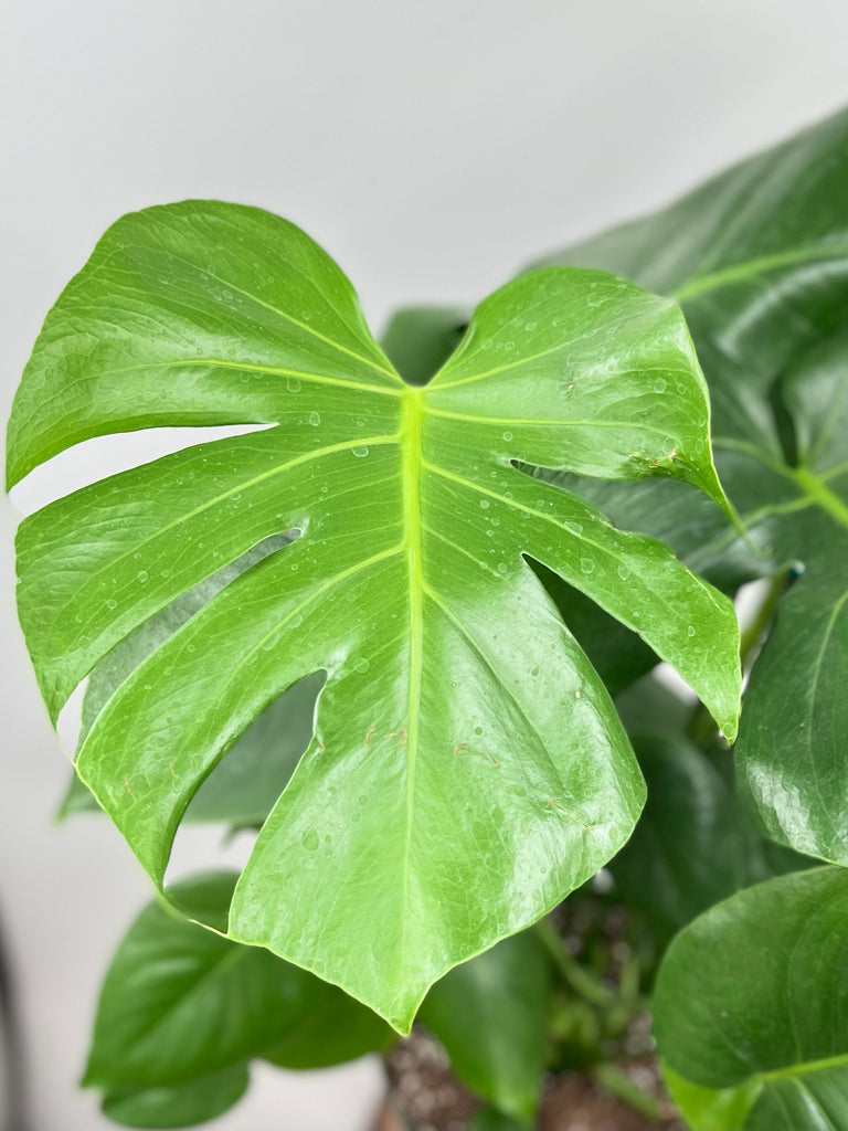 8" Monstera Deliciosa, Split Leaf,Thin