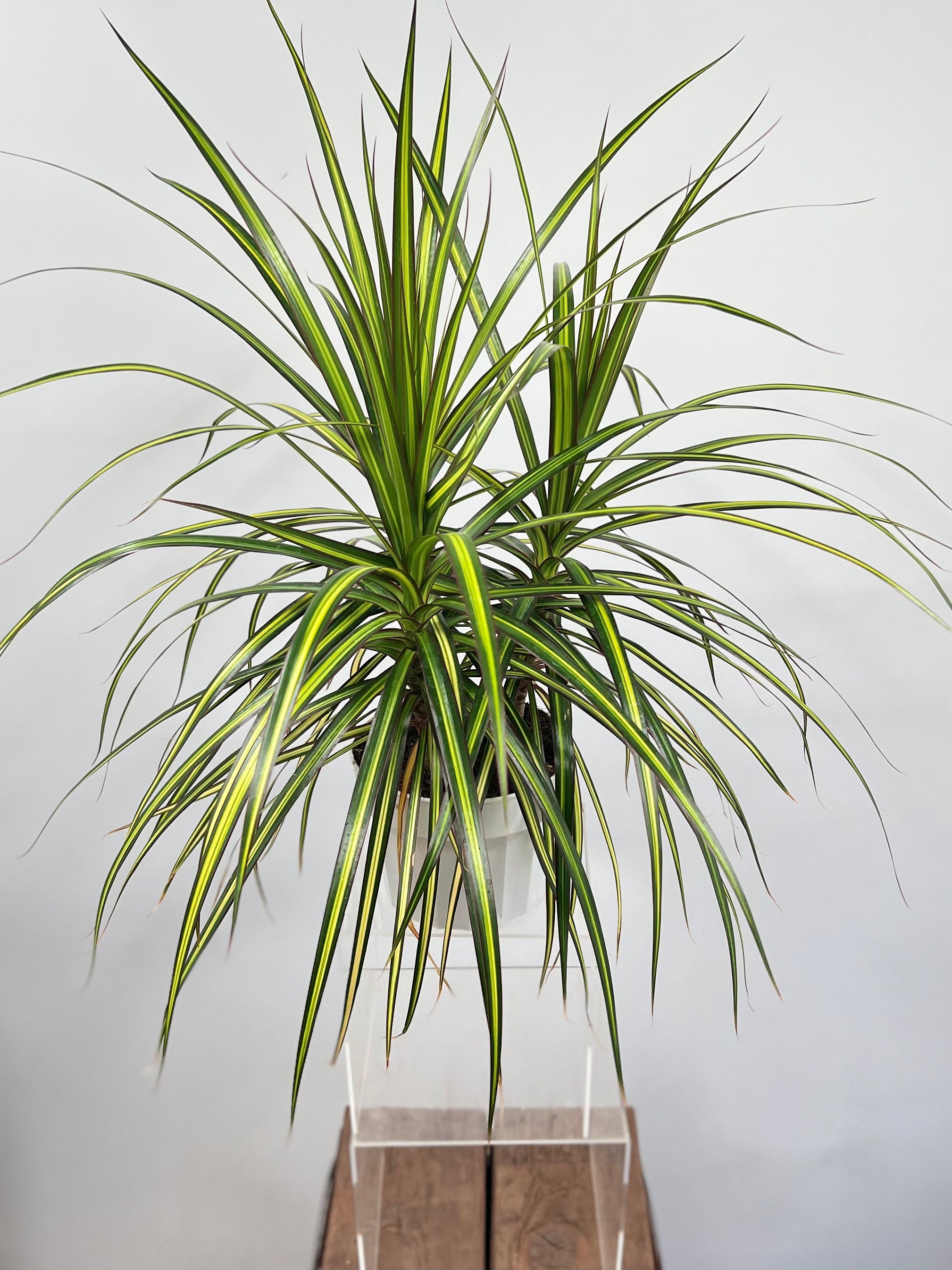dracaena sunray cane 6" Dracaena Marginata Sunray – Plant Decor Shop