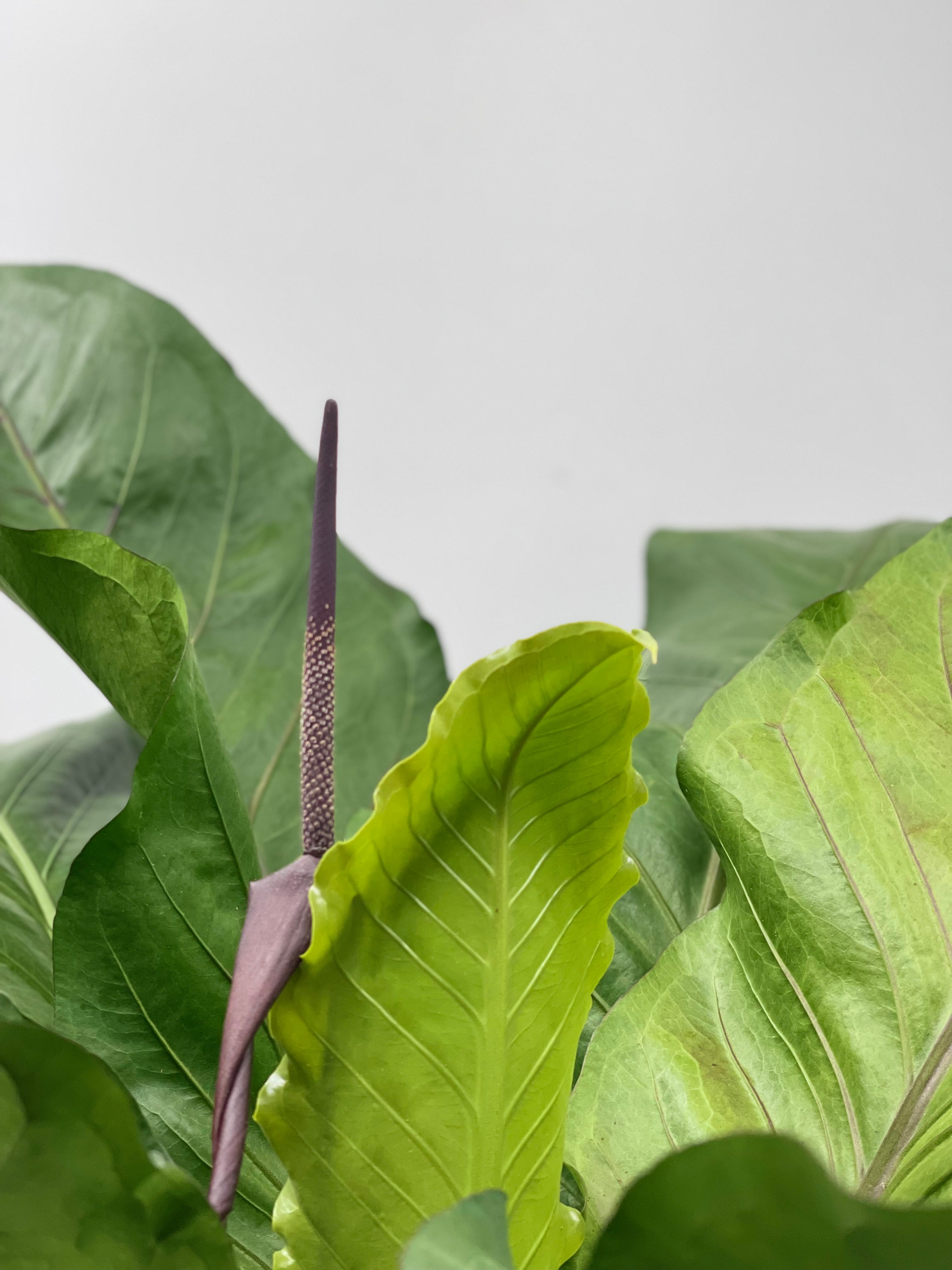 anthurium big bird 8" Anthurium Big Bird – Plant Decor Shop