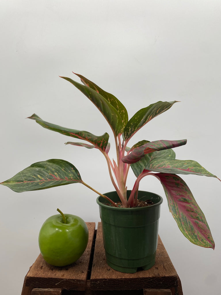 5" Chinese Evergreen Ruby