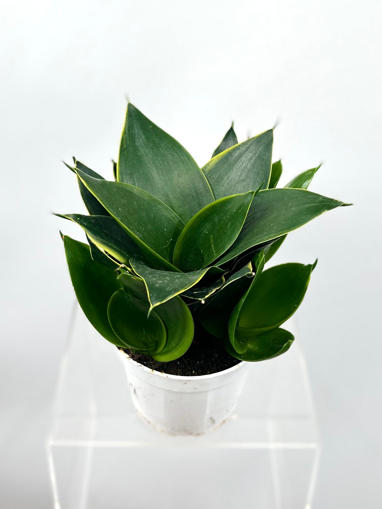 sansevieria emerald star The Snobby Leaf | Snake Plant Emerald Star - 4 inch Pot