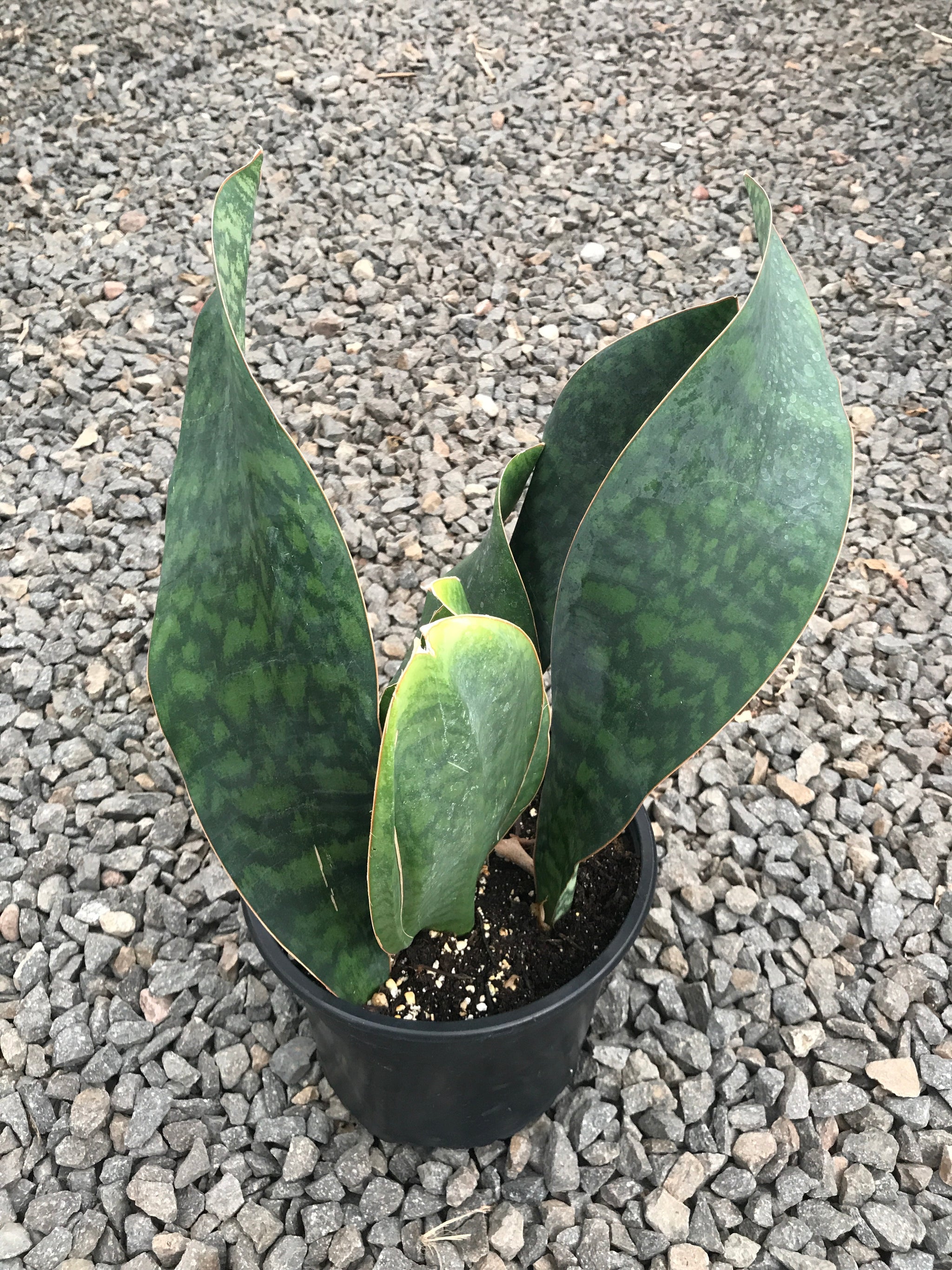 baby snake tail plant 8" Sansevieria Whale Tail – Plant Decor Shop