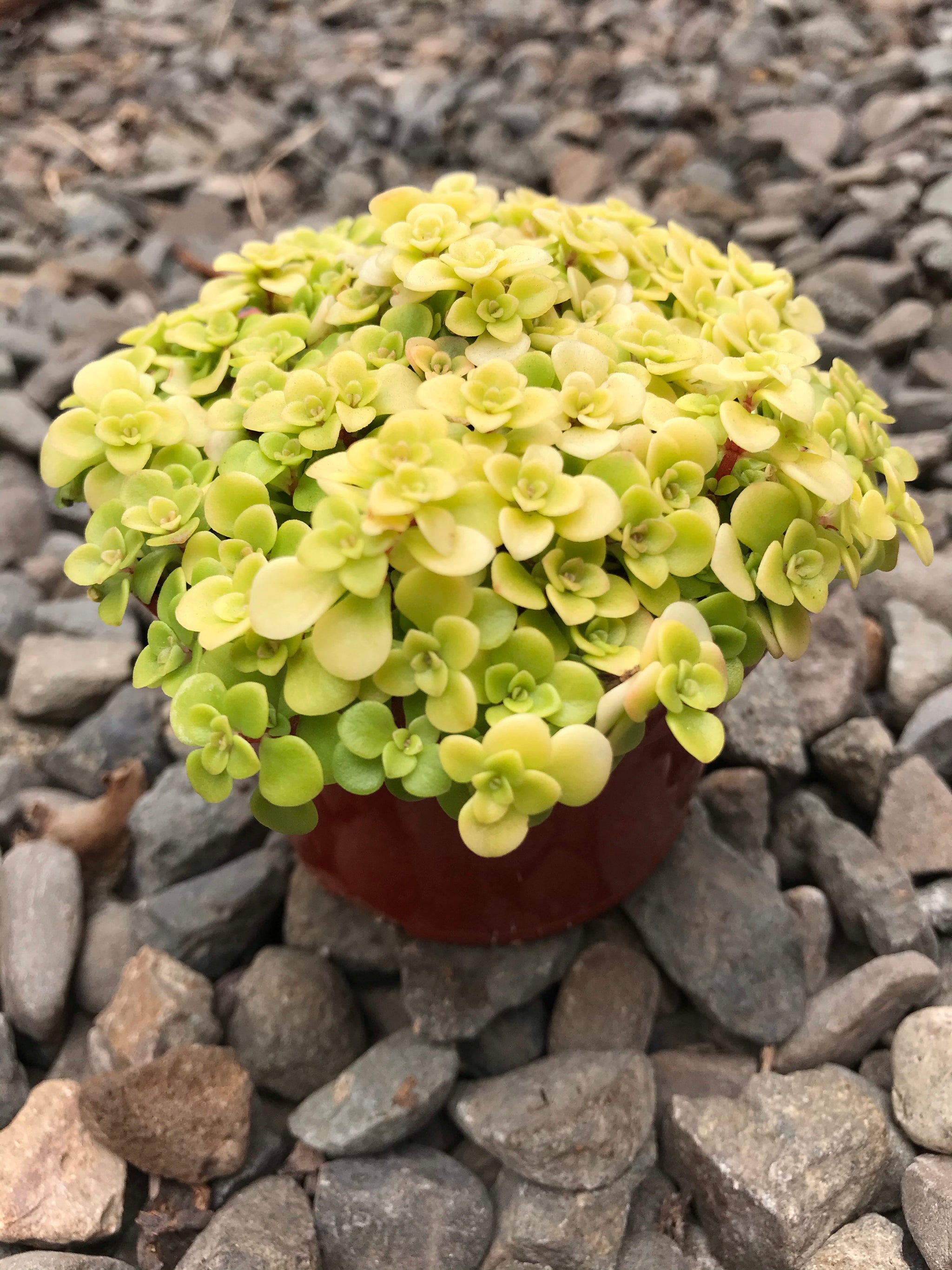 ogon succulent 4" Sedum Ogon