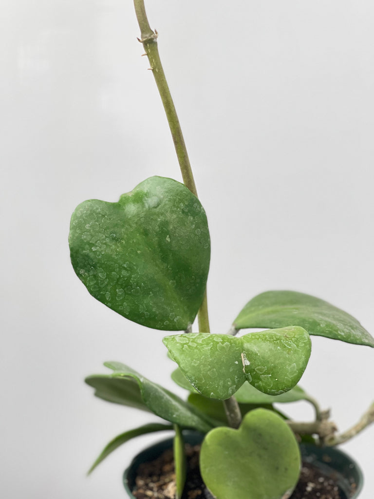 6" Hoya Kerri, Vine