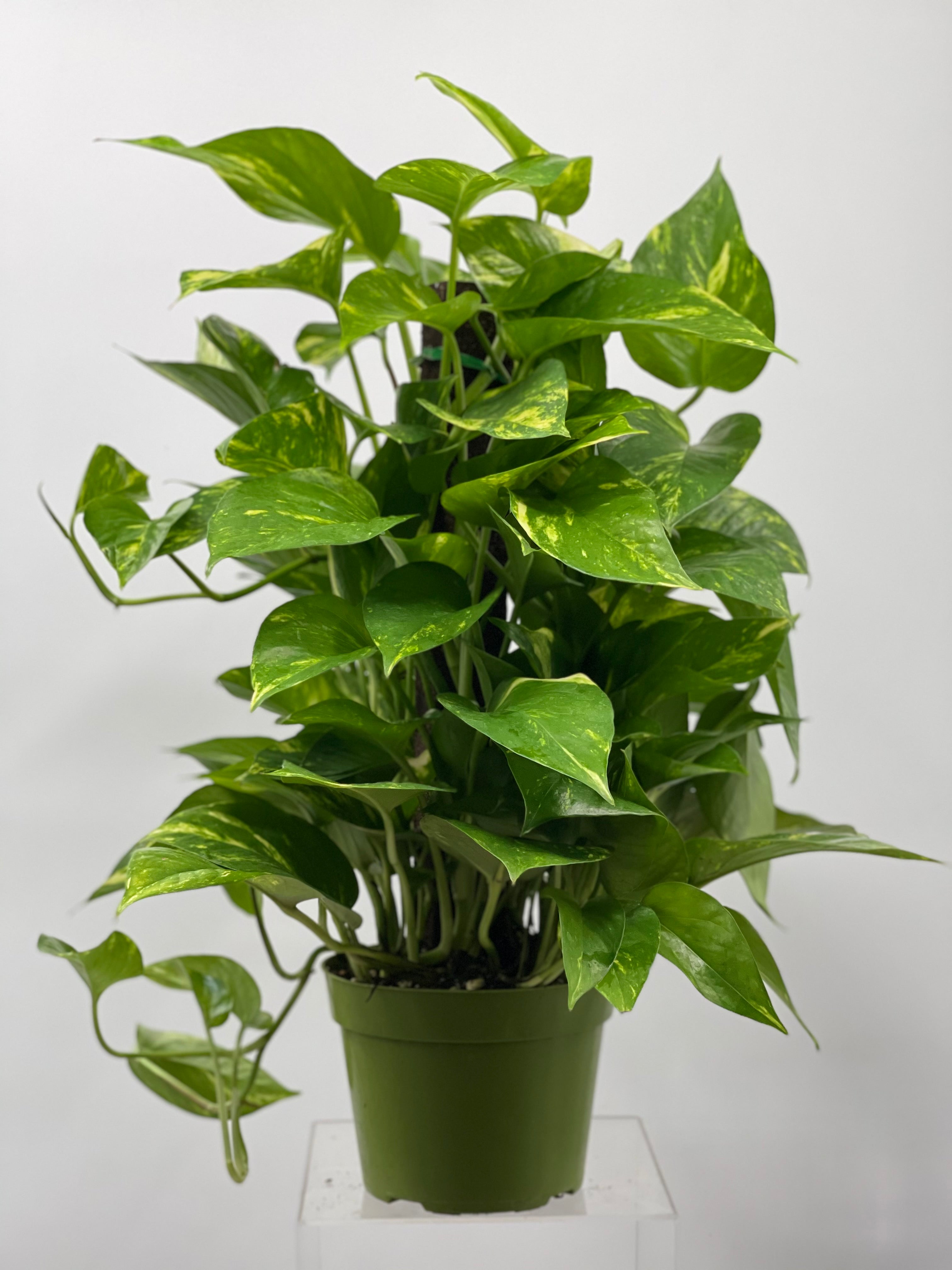 golden pothos pole 6" Pothos Pole, Golden – Plant Decor Shop