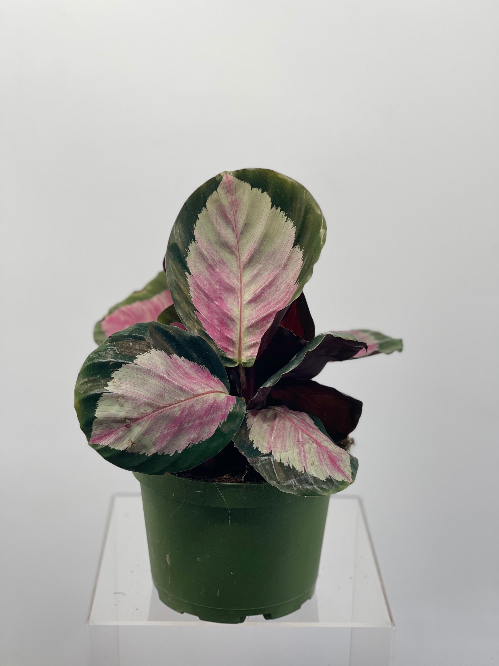 calathea rosy 6