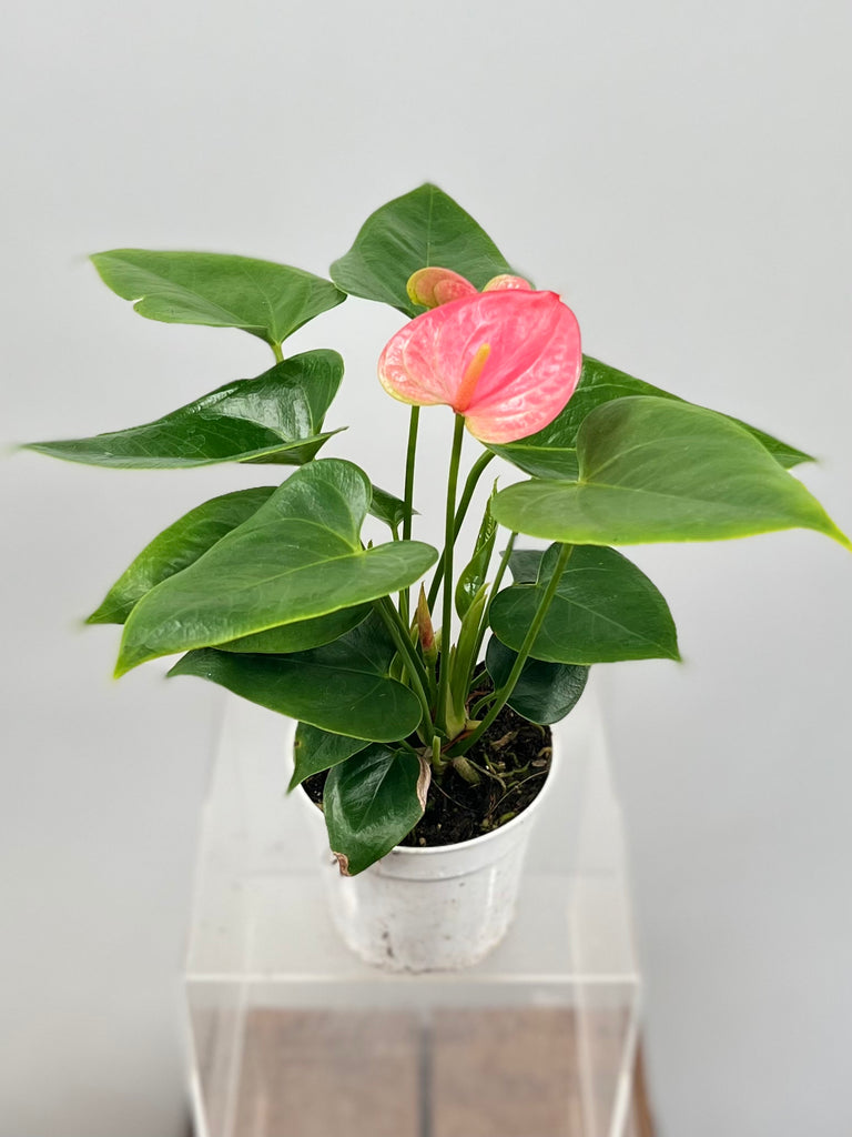 anthurium rosa 4" Anthurium, Pink – Plant Decor Shop