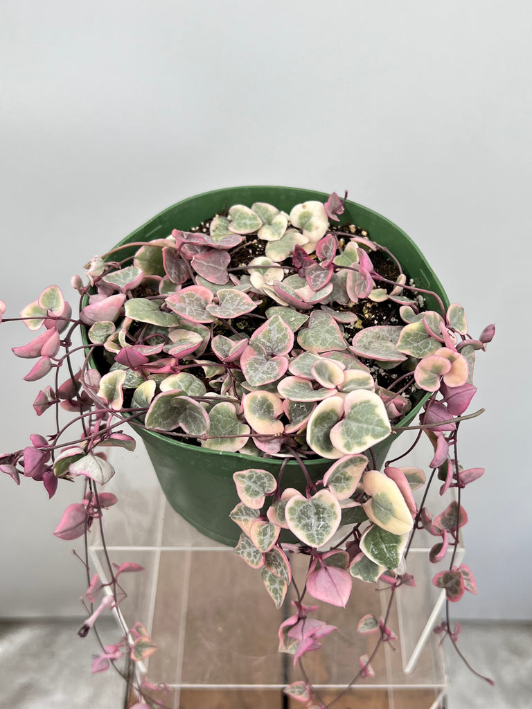 6" Ceropegia String of Hearts, Variegated