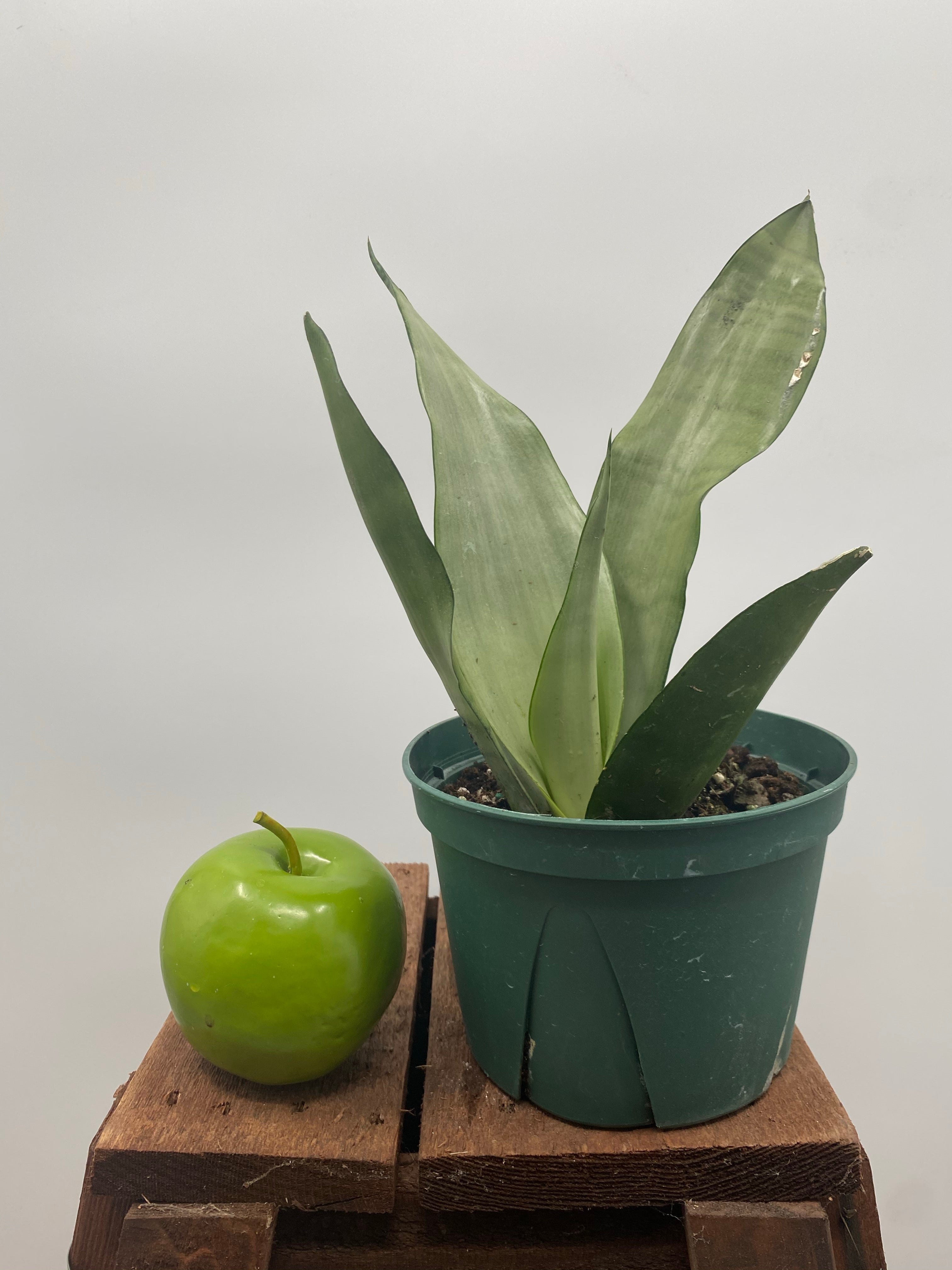 moonglow sansevieria 6" Sansevieria Moonshine, 1p