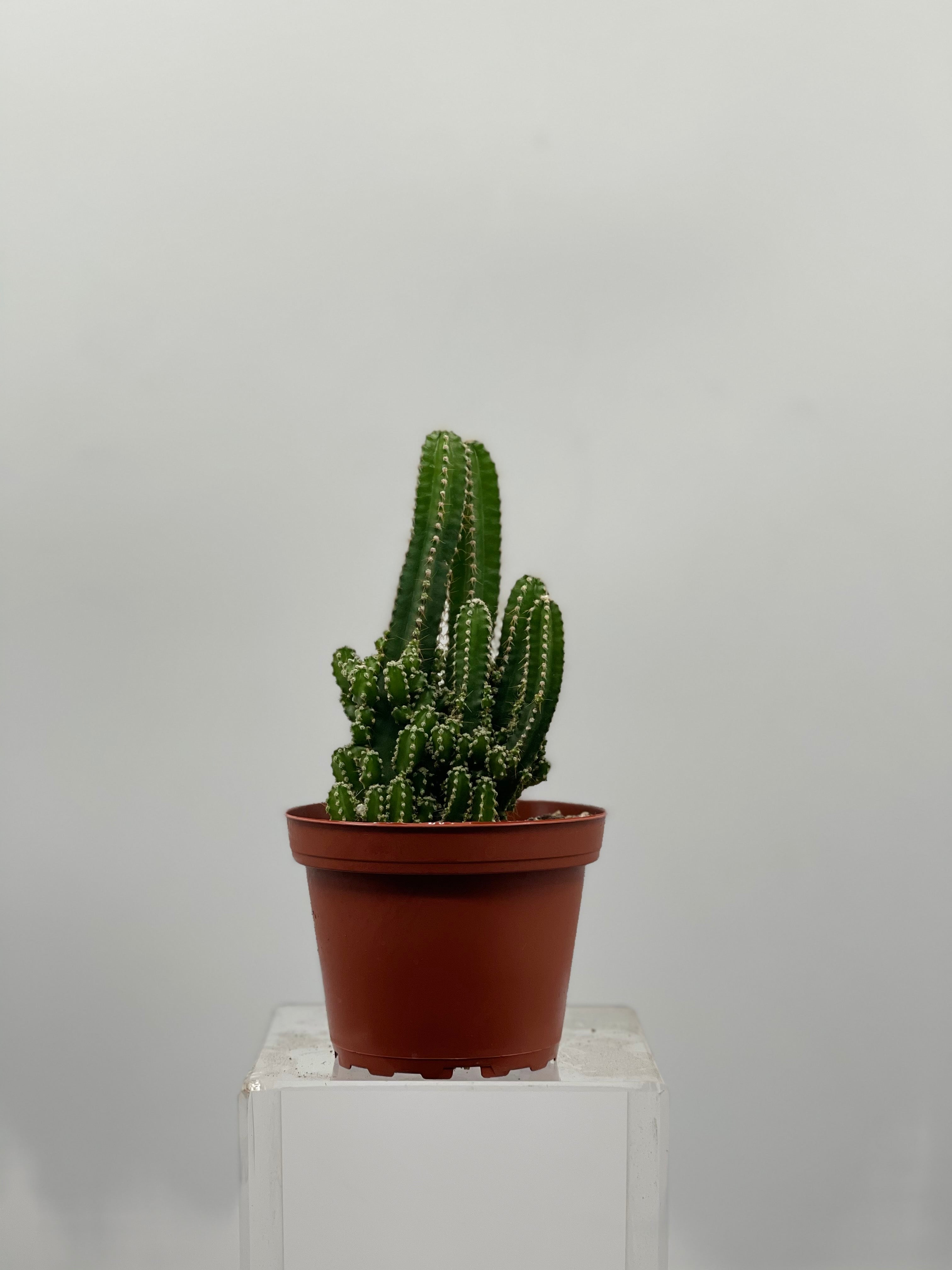 types of fairy castle cactus 4" Fairy Castle Cactus – Plant Decor Shop
