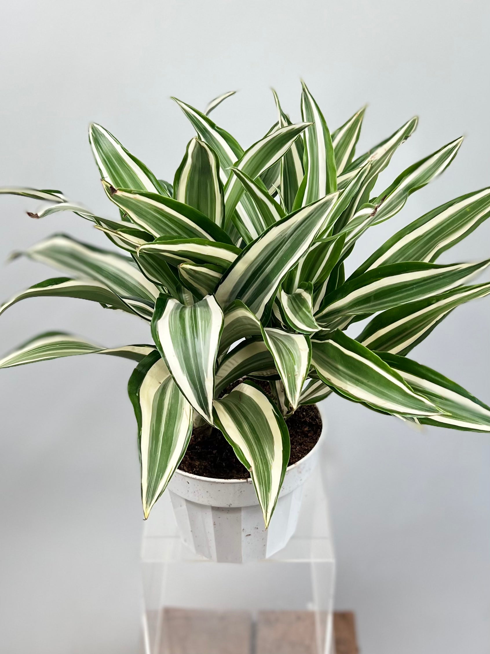 dracaena white 6" Dracaena White Bird
