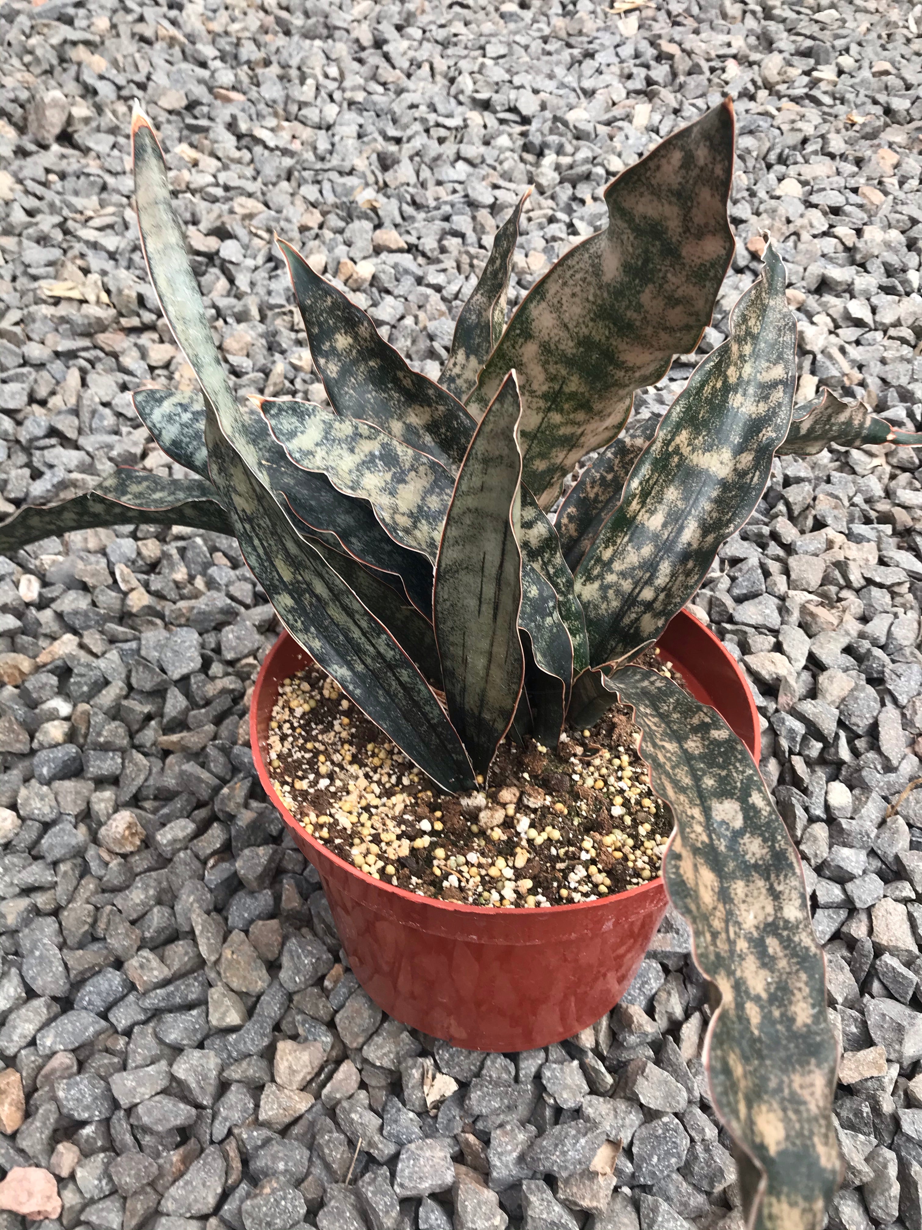 copper sansevieria 8" Sansevieria Copper – Plant Decor Shop