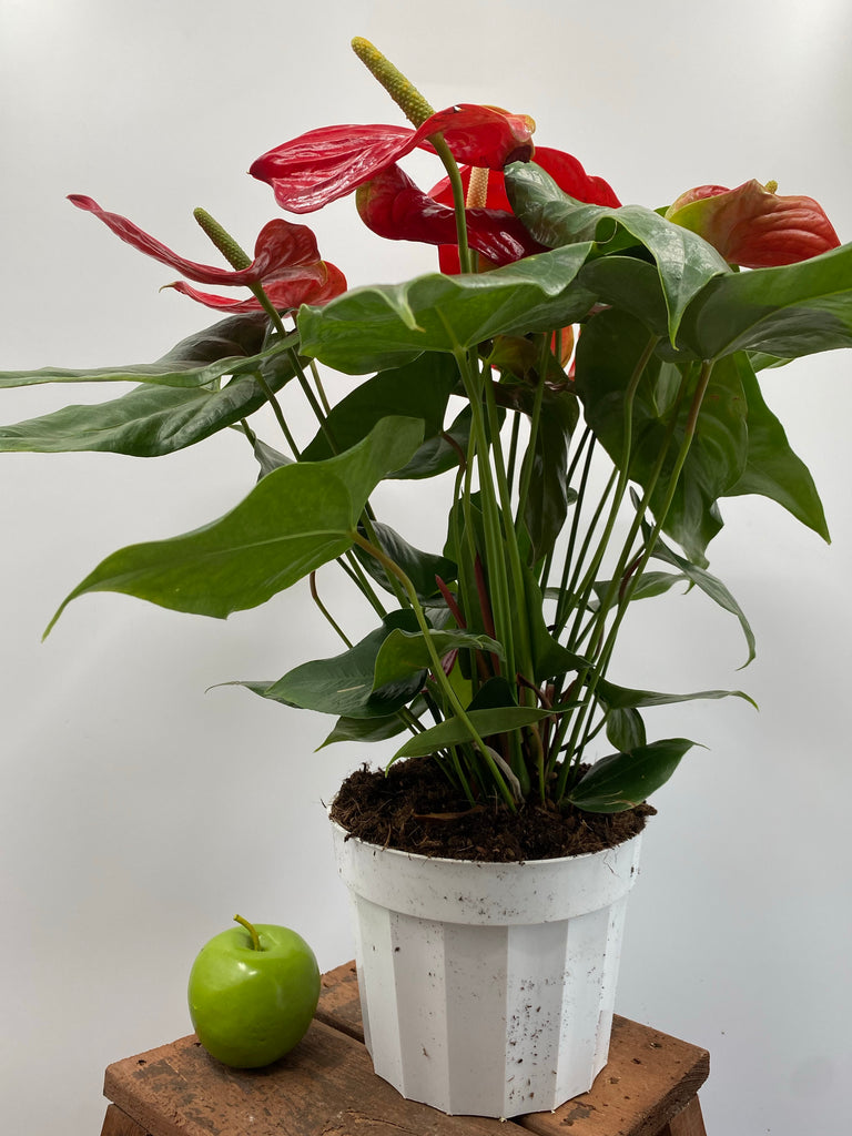 anthurium plant cost 8" Anthurium, Red – Plant Decor Shop