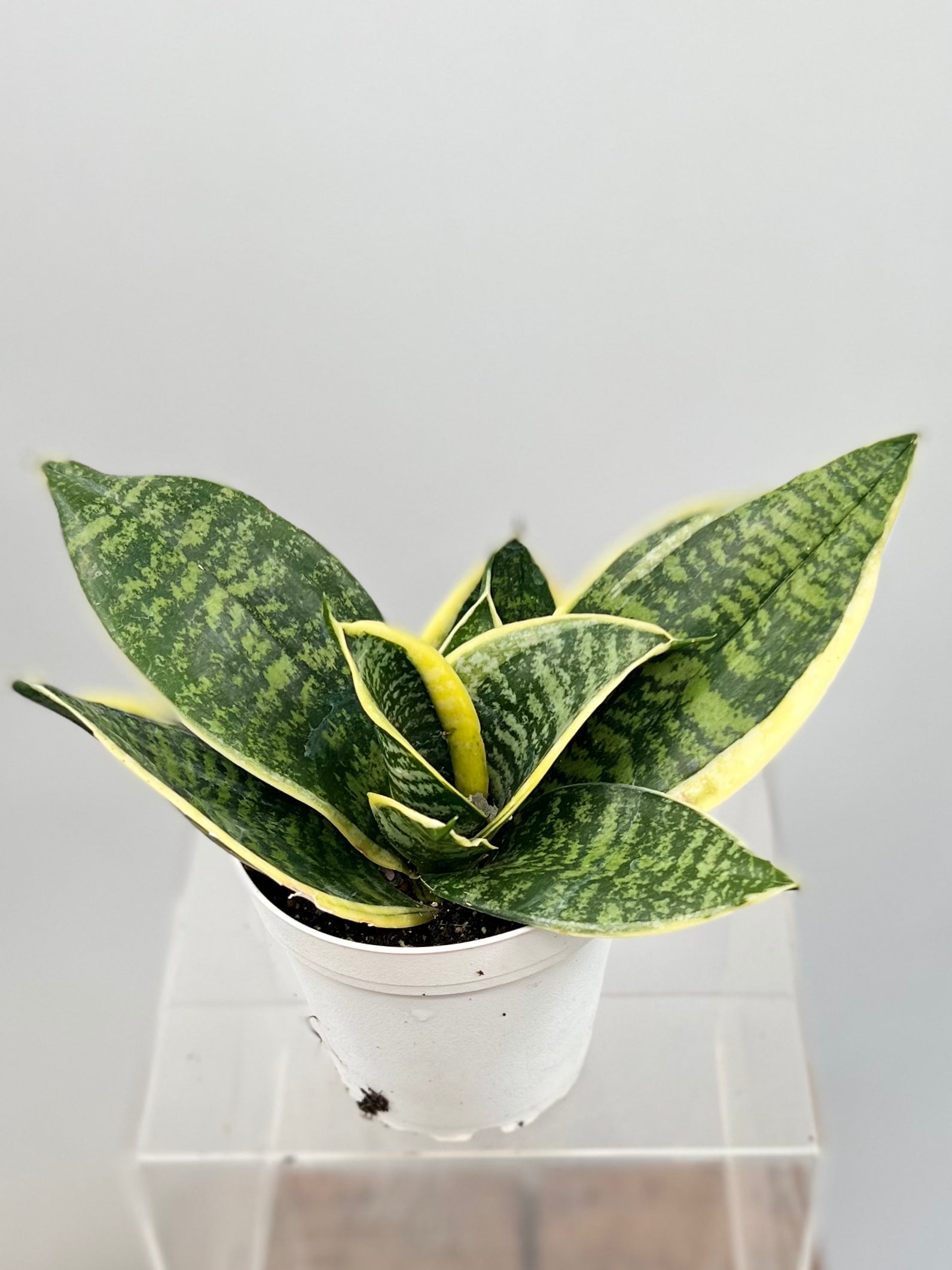 ocean star sansevieria 4" Sansevieria Ocean Star