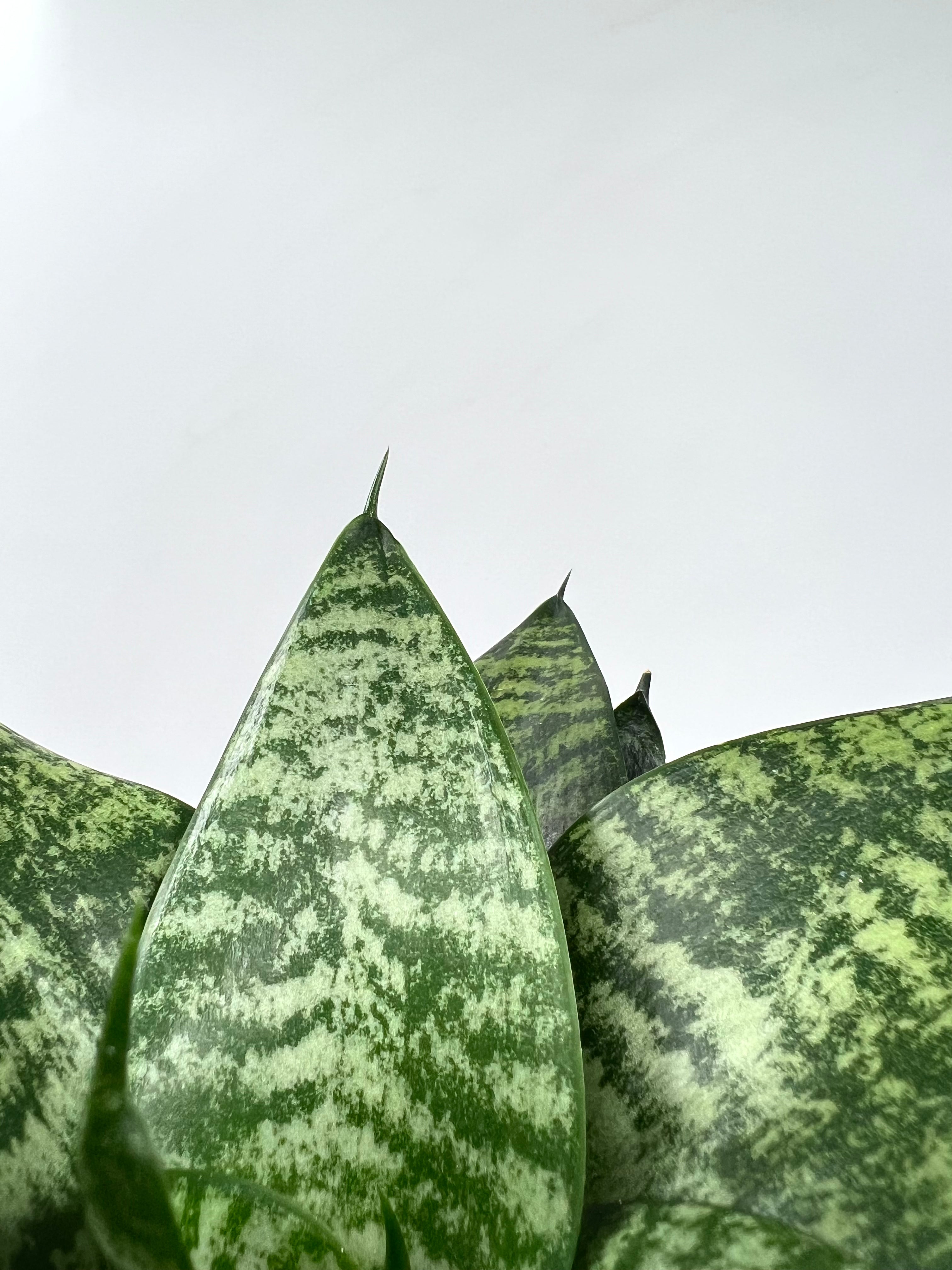 sansevieria hahnii forest star 4" Sansevieria Forest Star – Plant Decor Shop