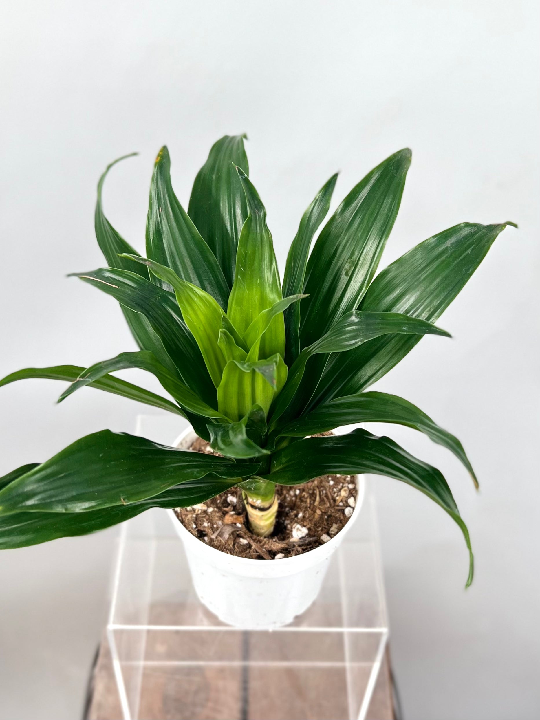 dracaena craigii 4" Dracaena Craigii Compacta