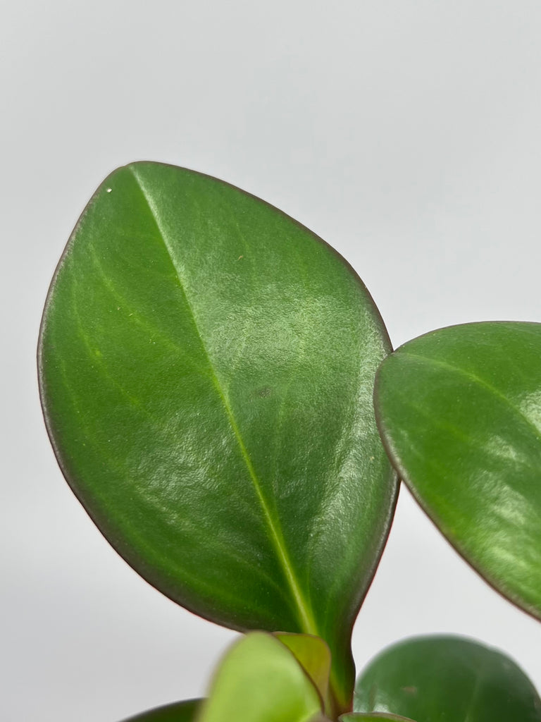 4" Peperomia Red Margin