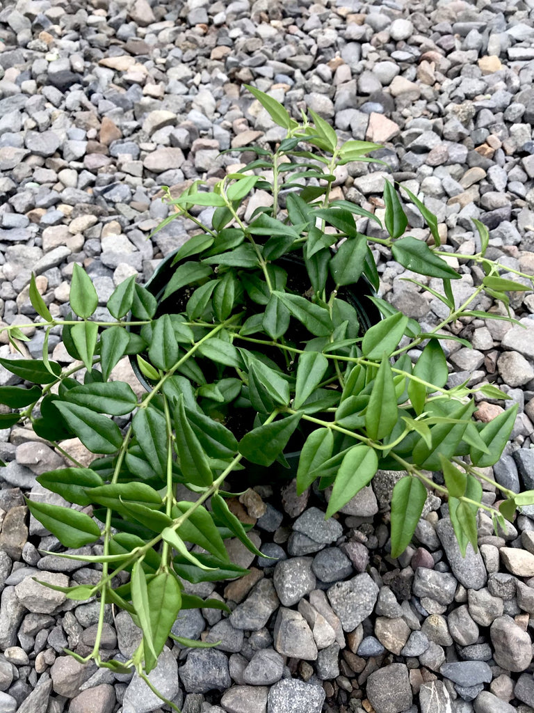 6" Hoya Bella