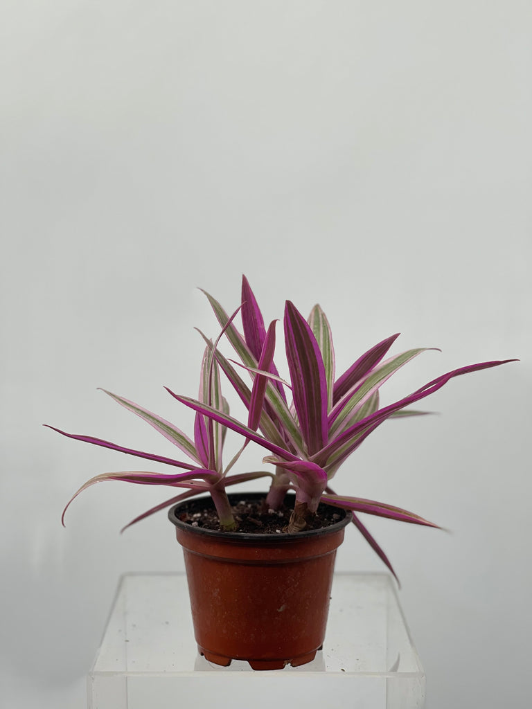 4" Tradescantia Spathacea 'Moses in the Cradle'