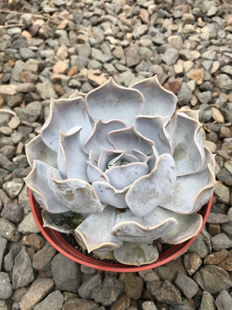succulent lilacina 6" Echeveria Lilacina – Plant Decor Shop