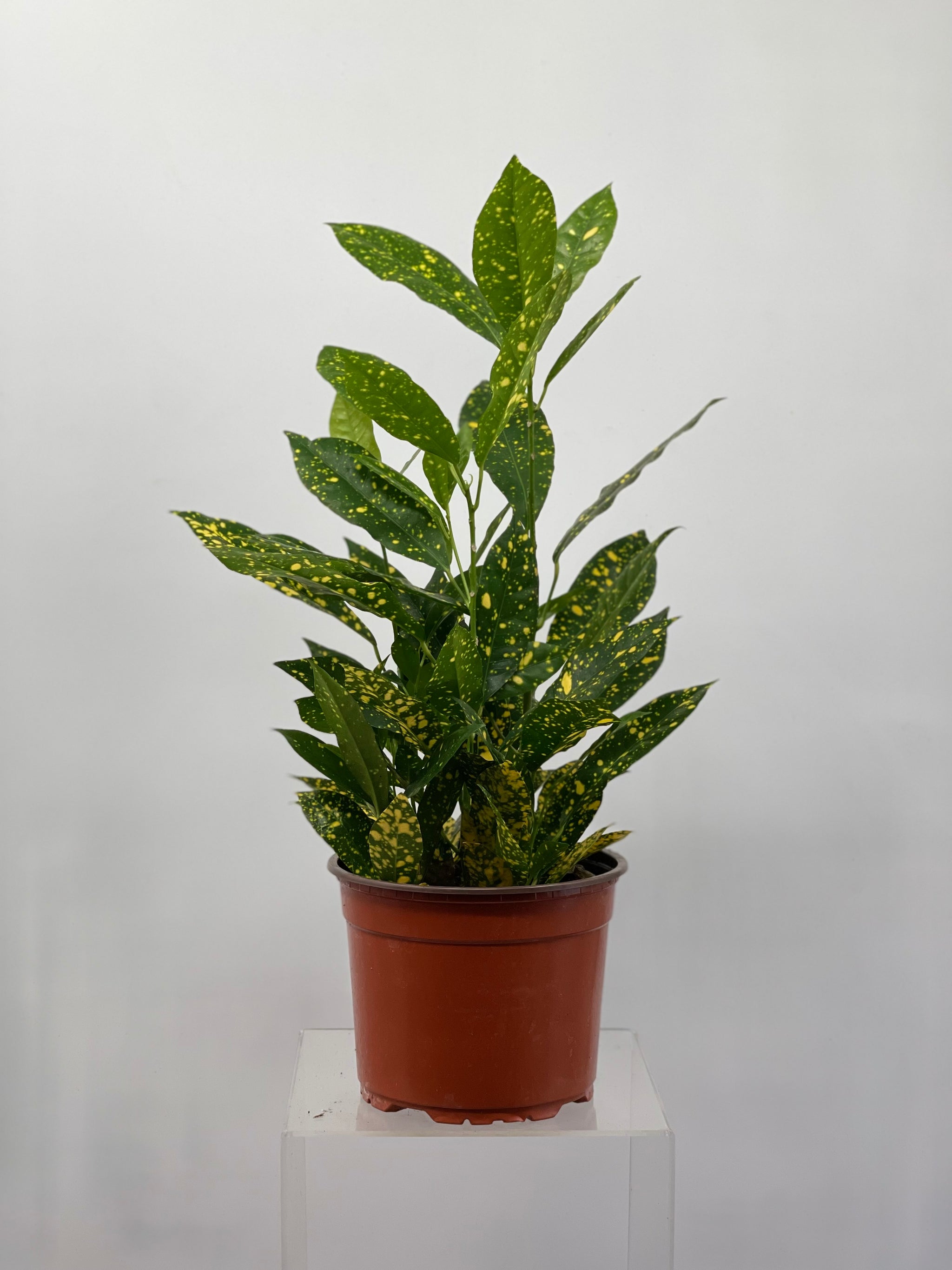 Croton – Plant Decor Shop